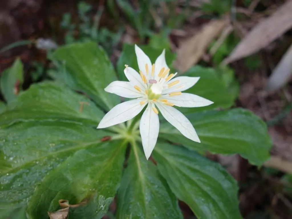Oze Iwakura Resort Hotel