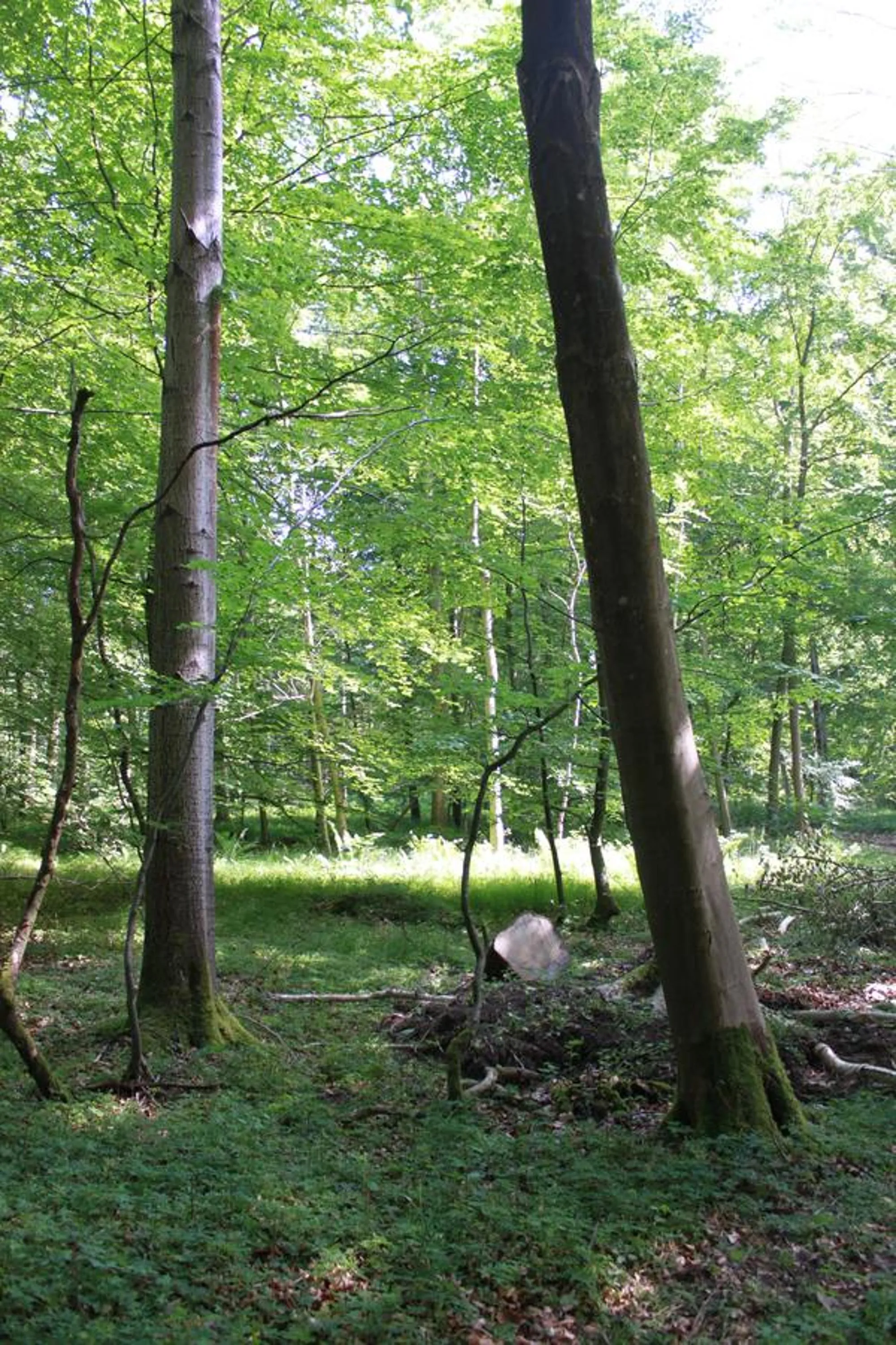 Natural landscape in Borup Bed & Breakfast