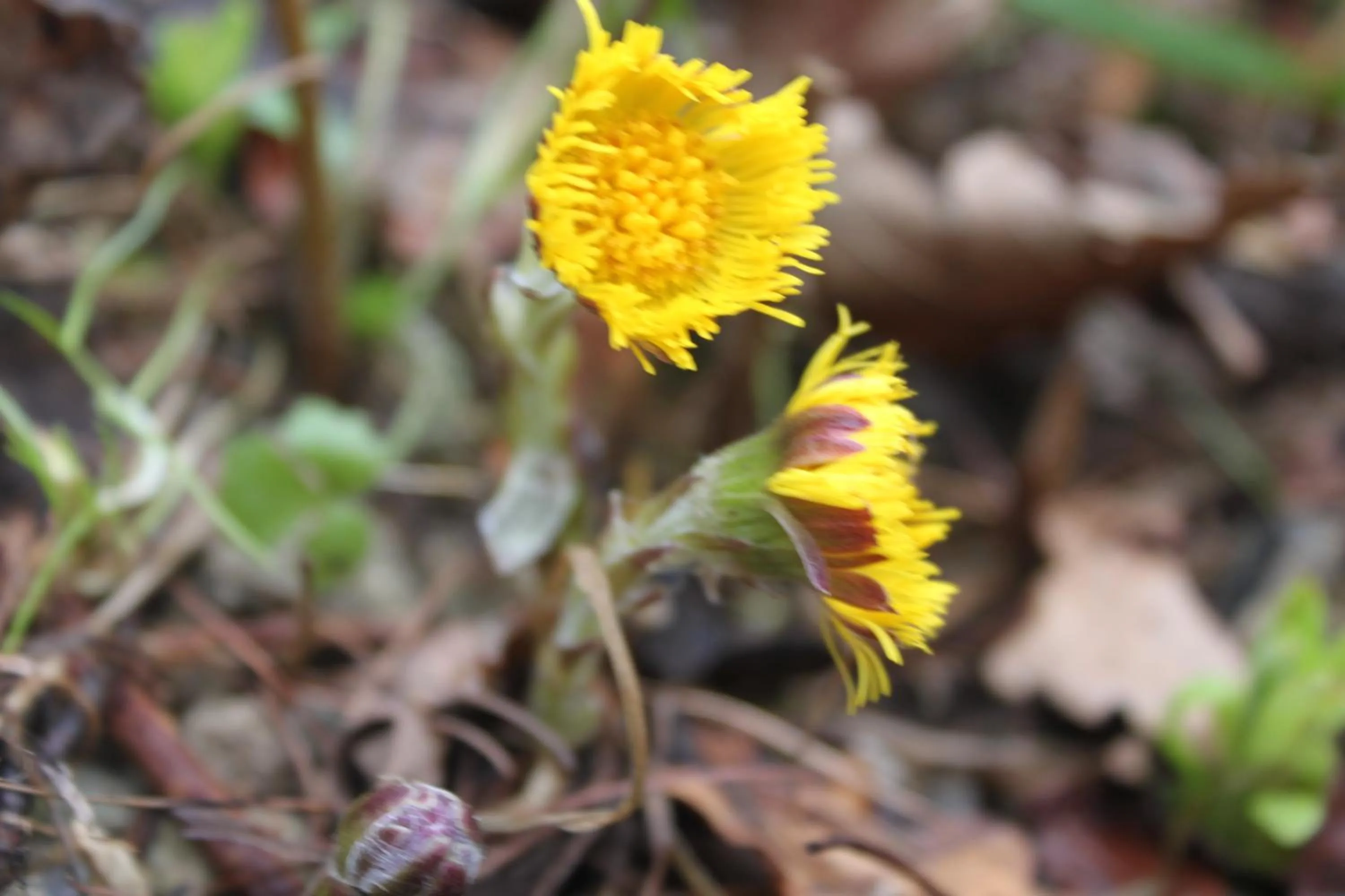 Spring in Borup Bed & Breakfast