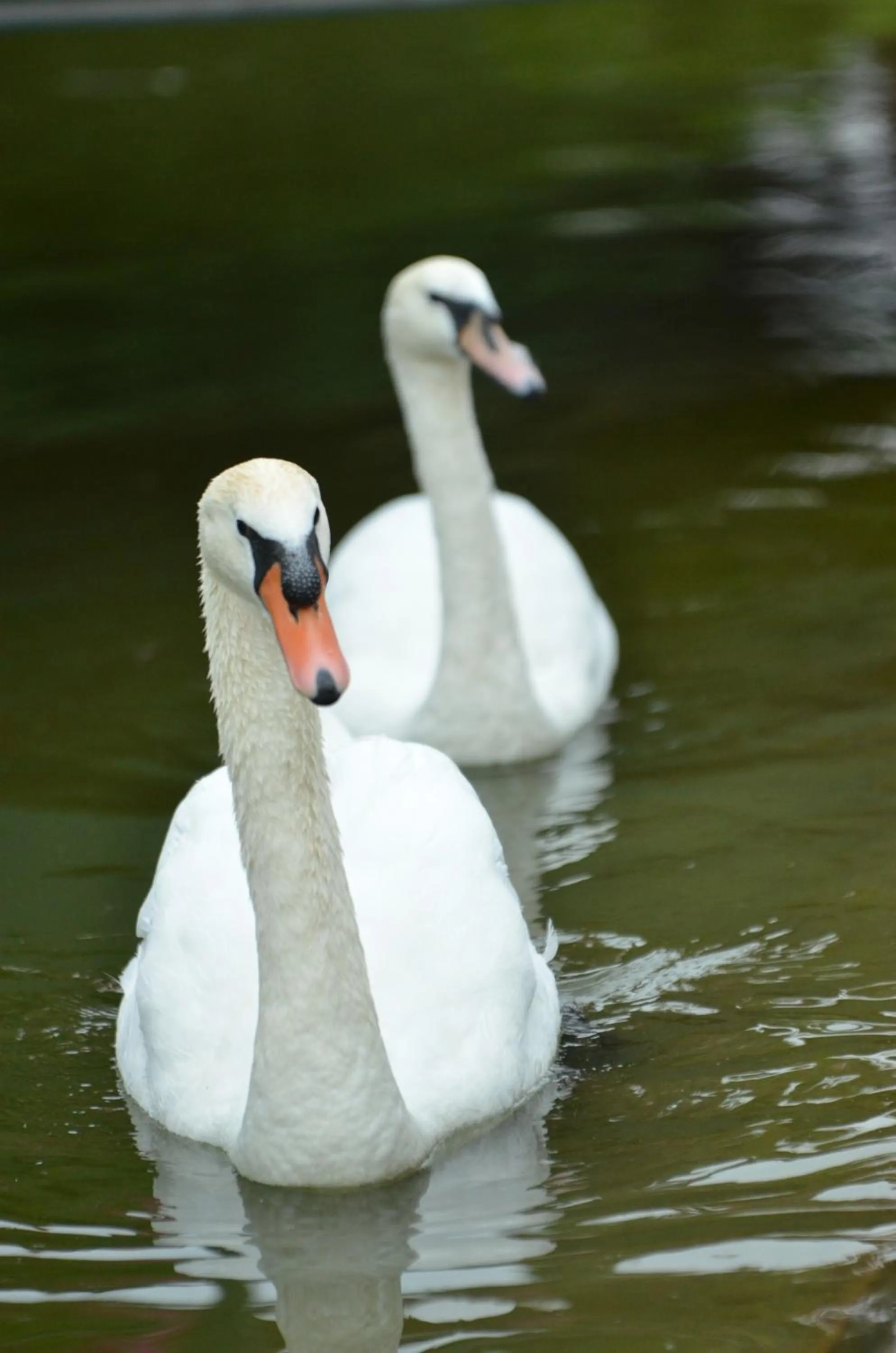 Garden in Hotel Bellevue