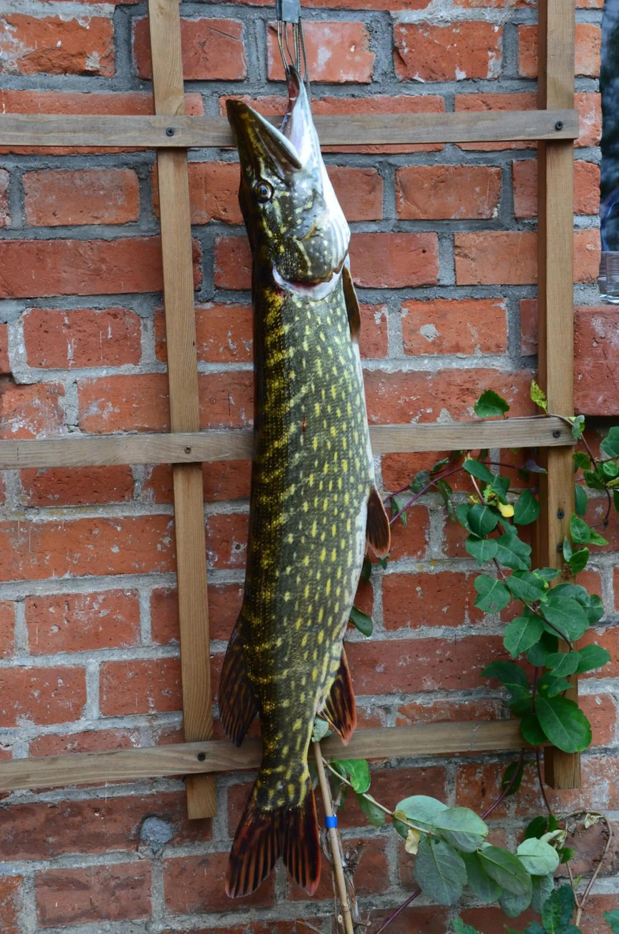 Animals in Stara Szkoła w Harszu