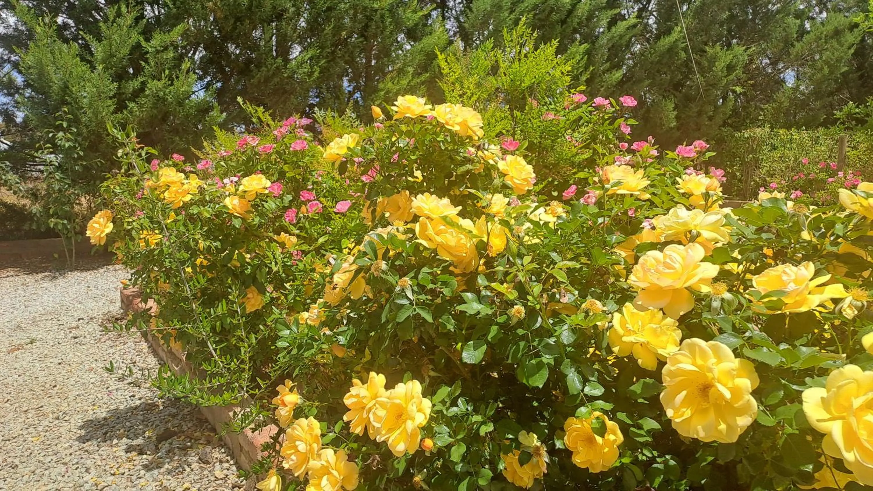 Garden in African Dawn B&B