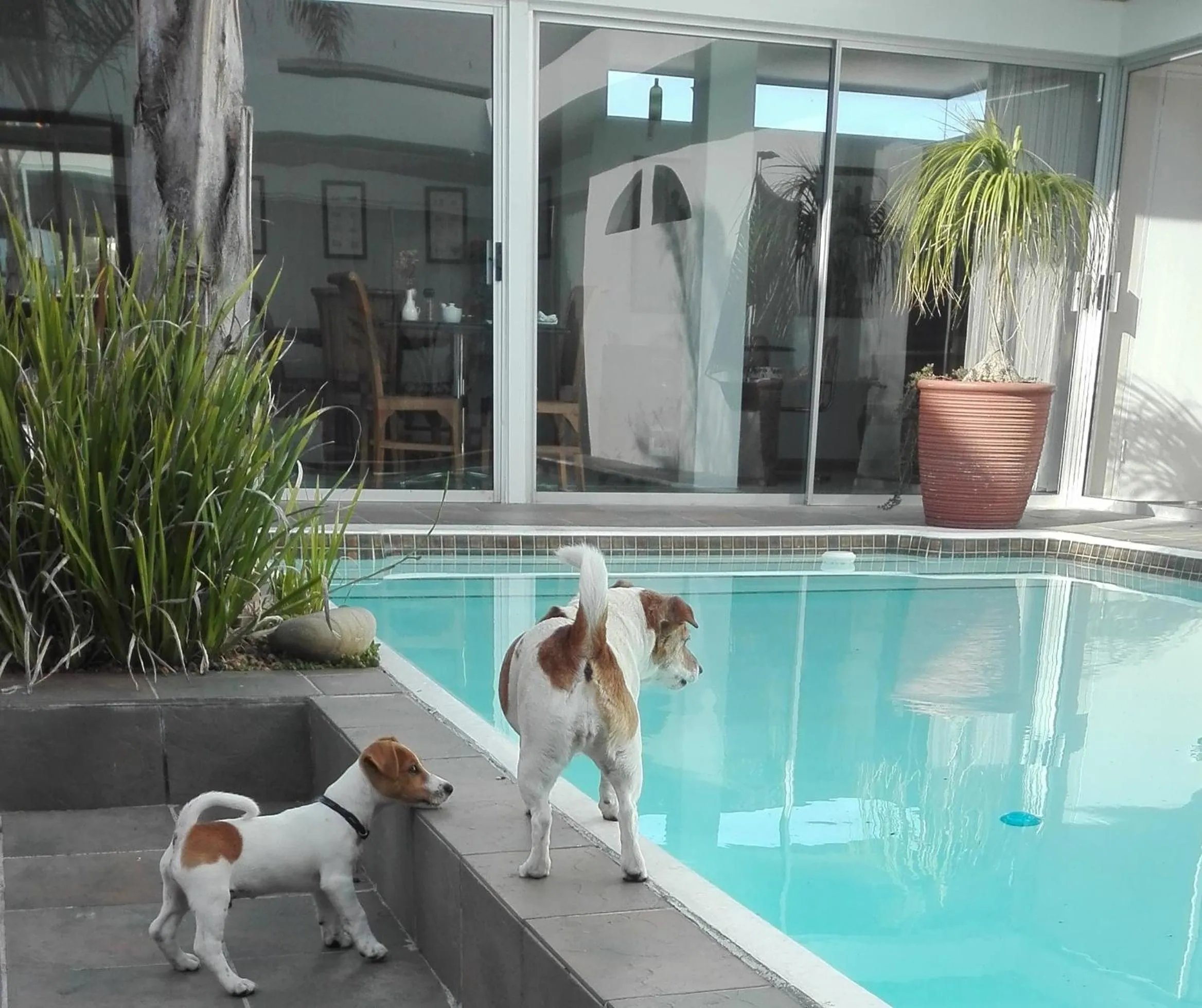 Pets in Admiralty Bed & Breakfast