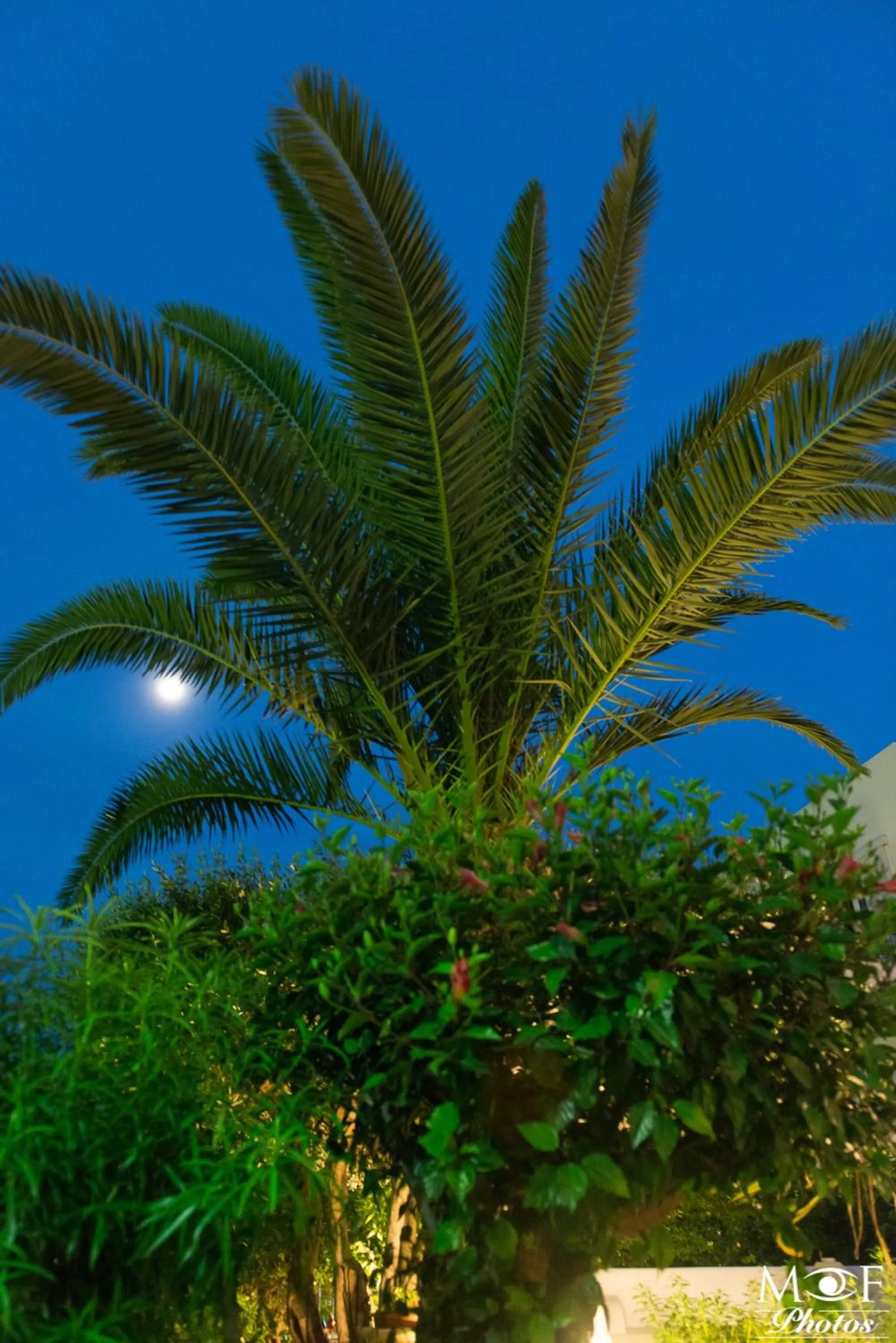 Garden in Hotel Elena