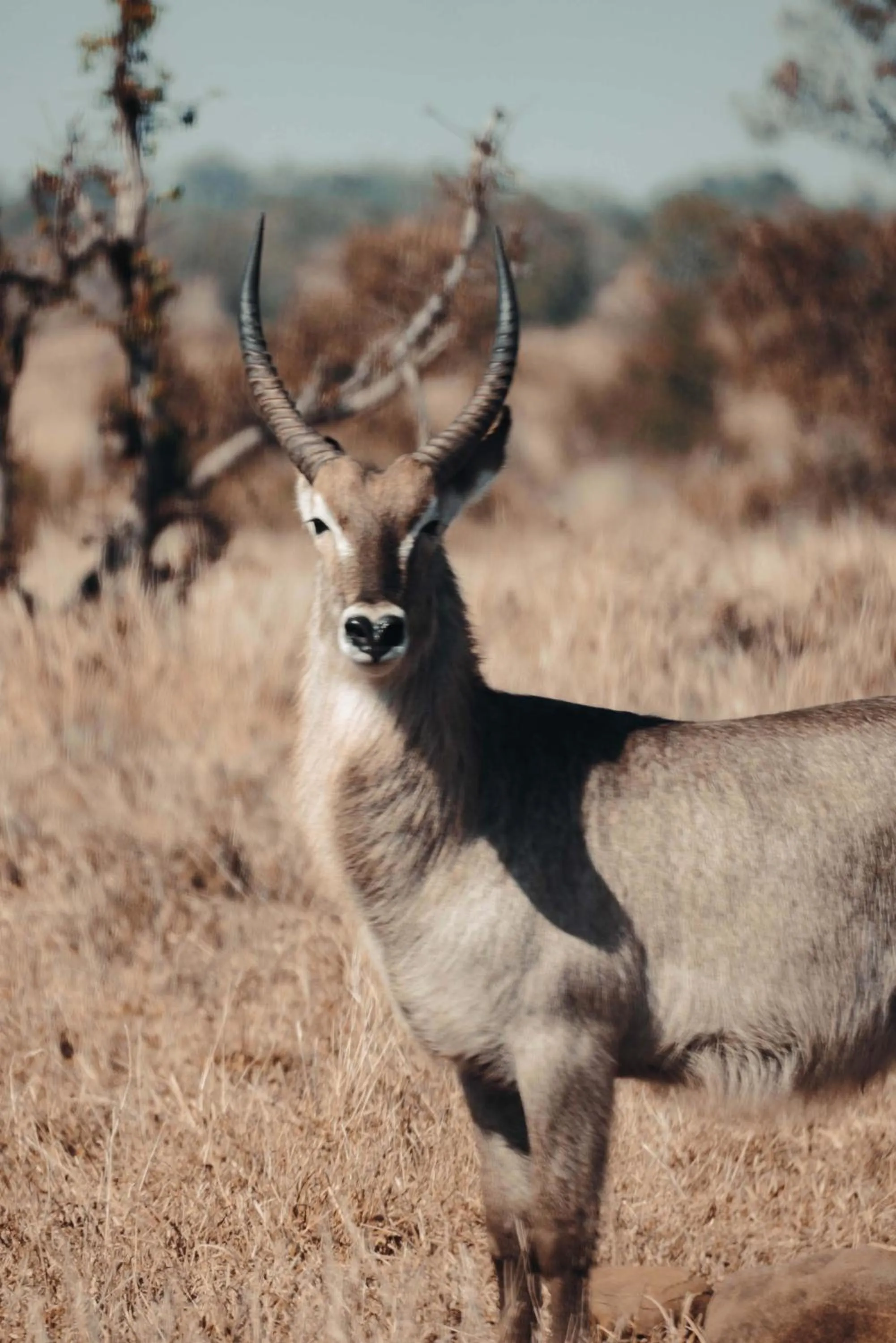 View (from property/room) in Maninghi Lodge