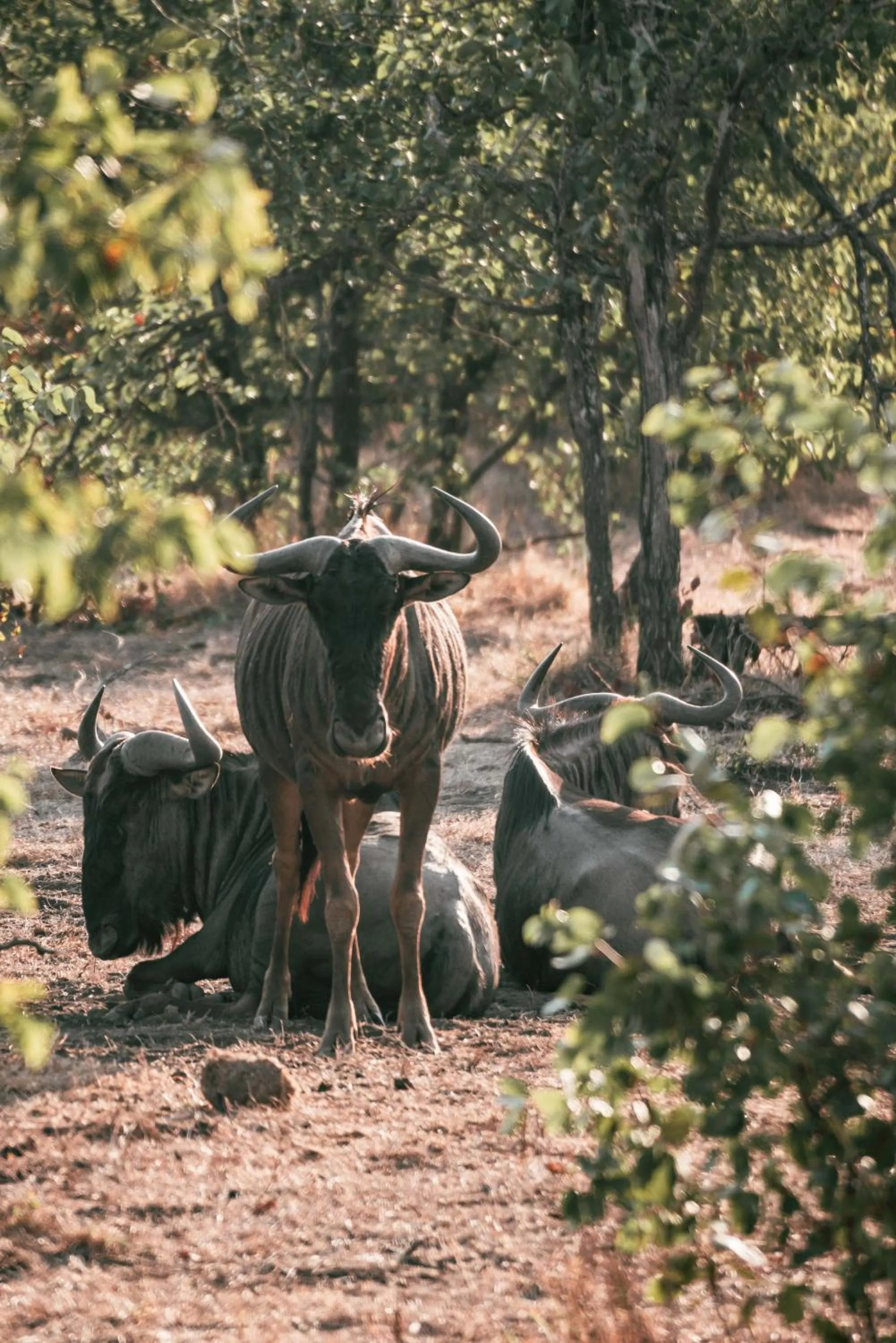 View (from property/room) in Maninghi Lodge