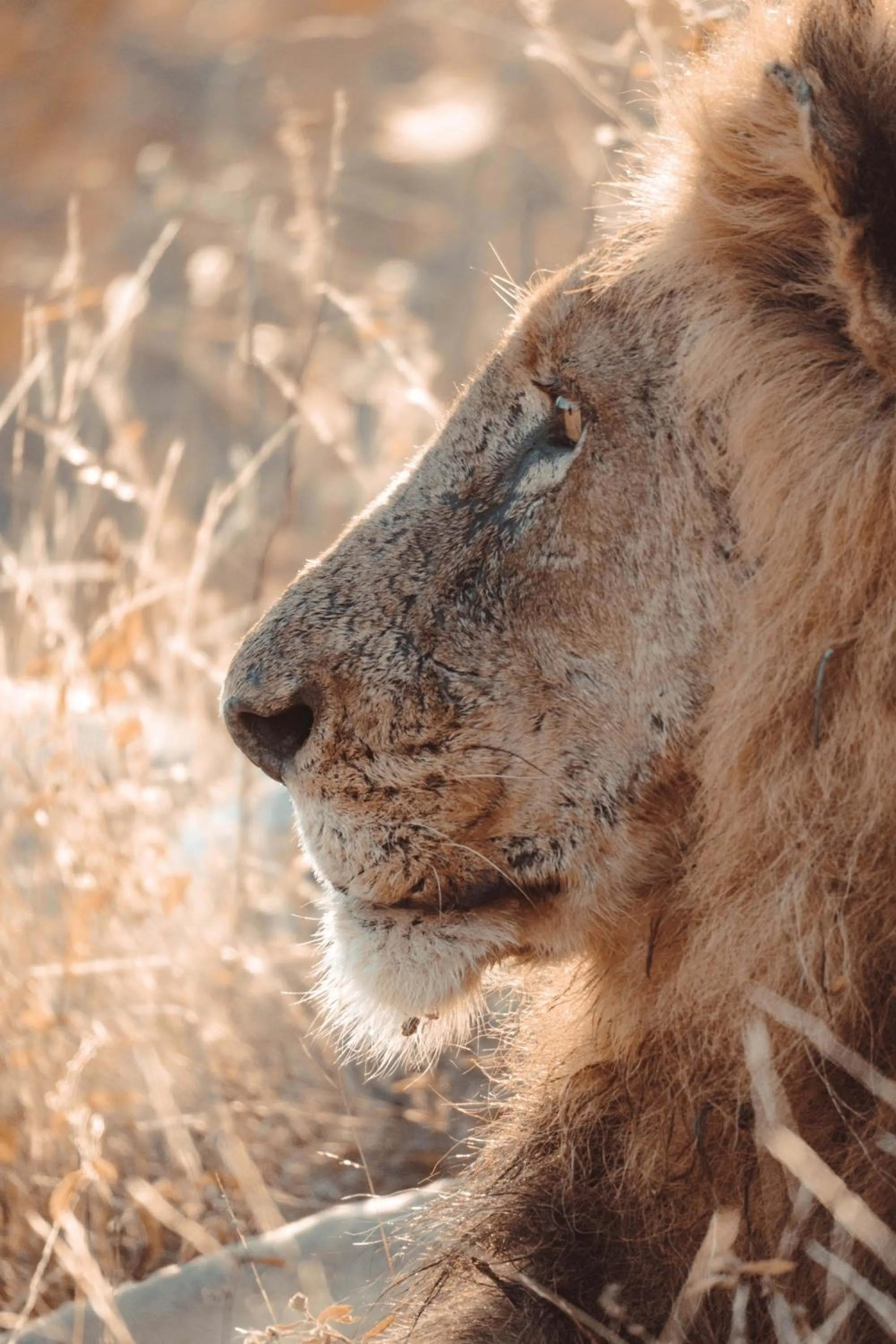 View (from property/room) in Maninghi Lodge