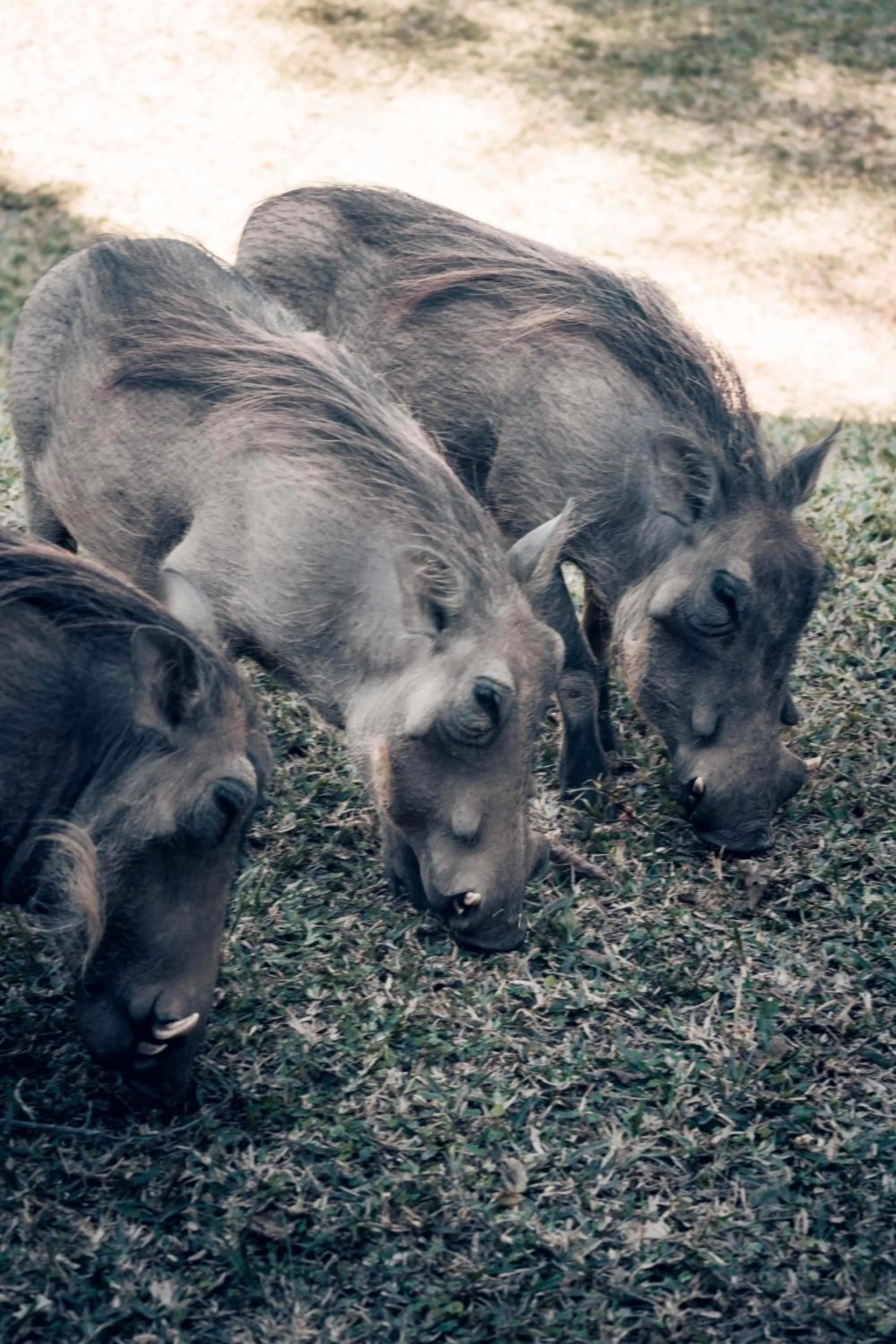 View (from property/room) in Maninghi Lodge