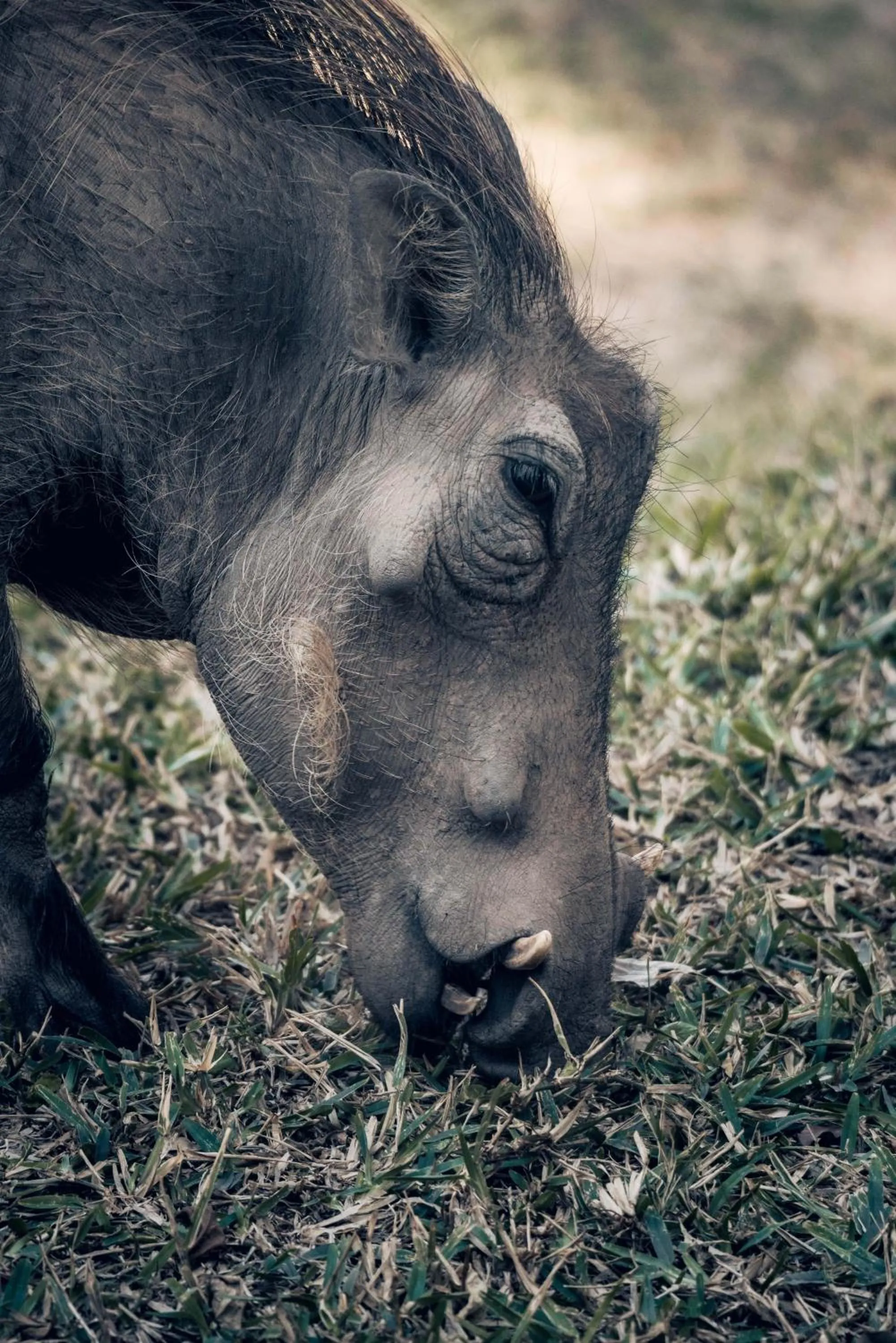 View (from property/room) in Maninghi Lodge