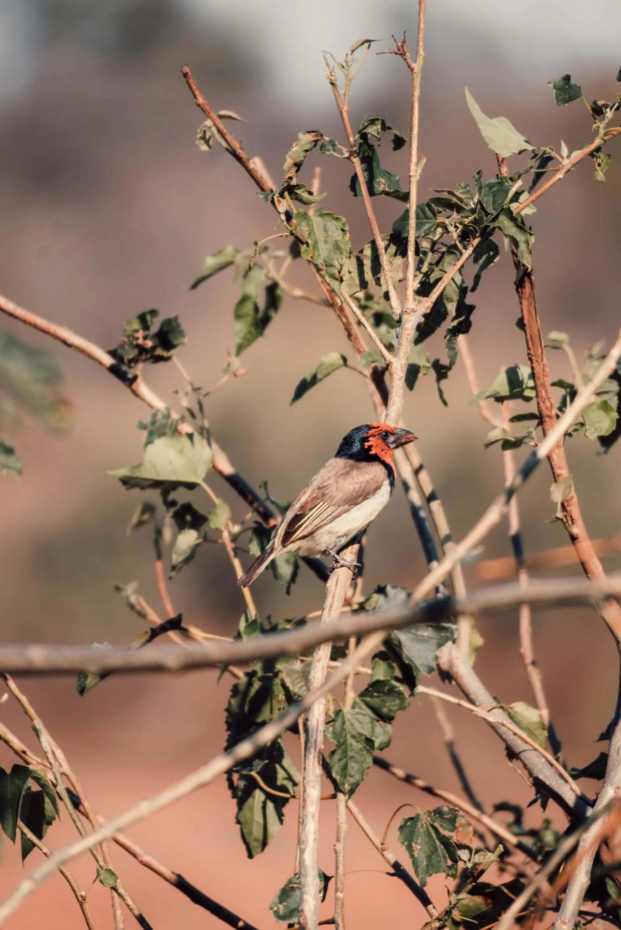 View (from property/room) in Maninghi Lodge