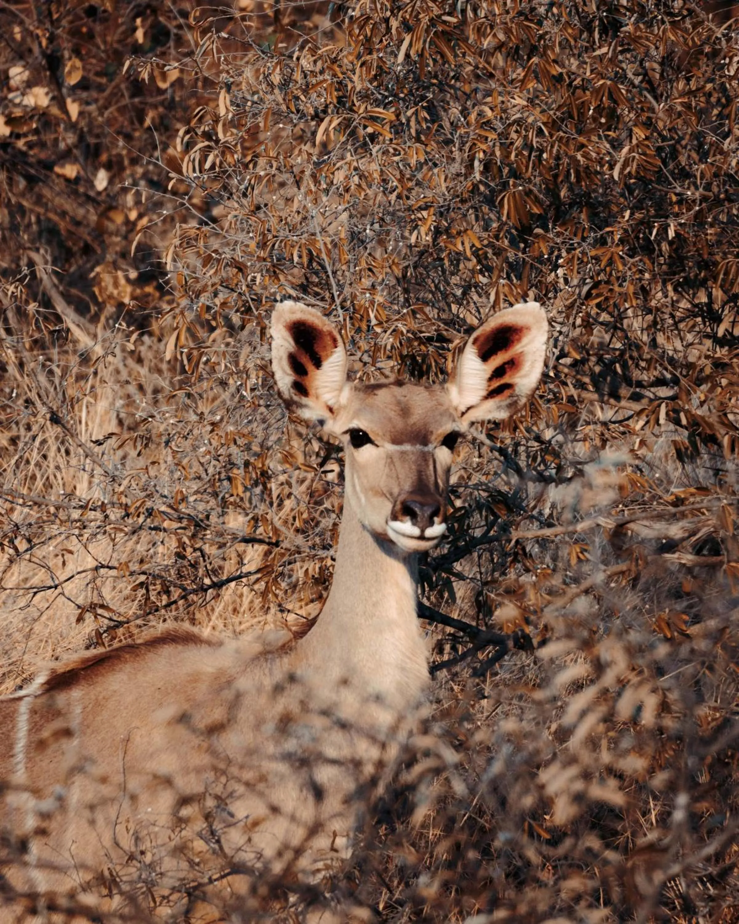 View (from property/room) in Maninghi Lodge