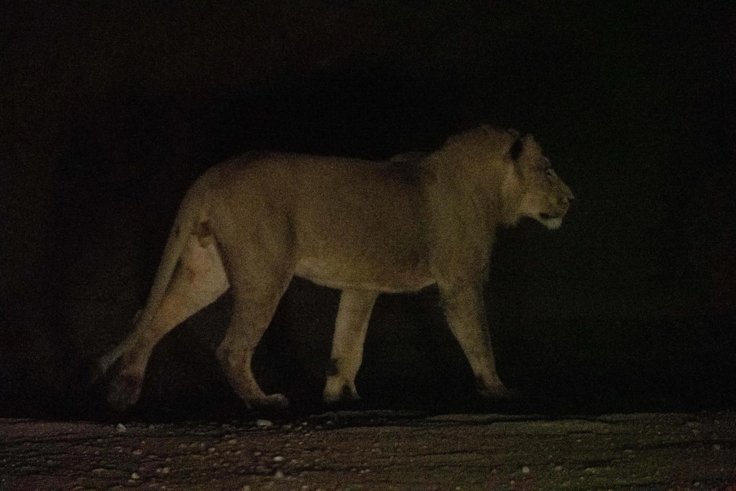 View (from property/room) in Maninghi Lodge