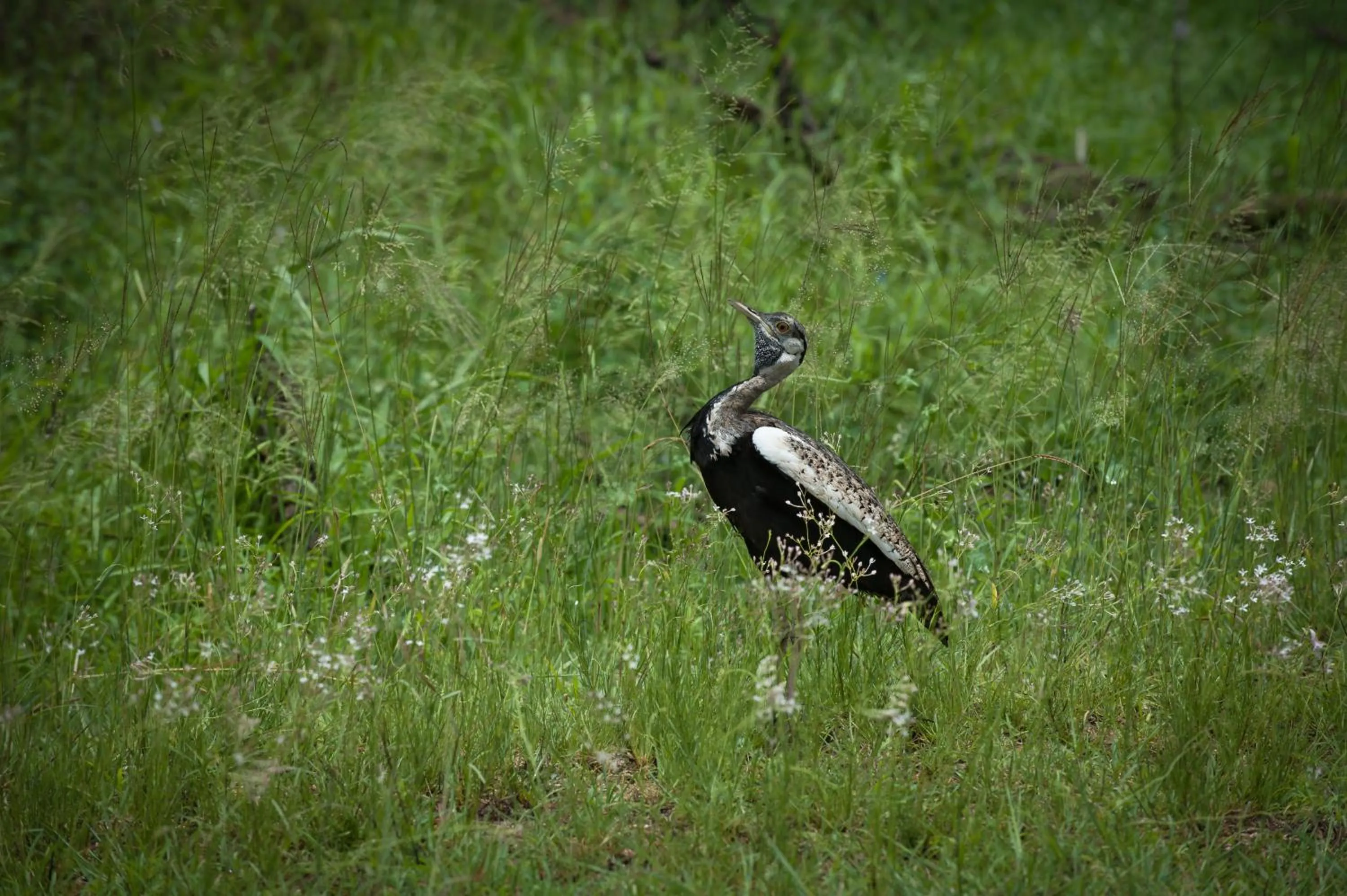 Day in Maninghi Lodge