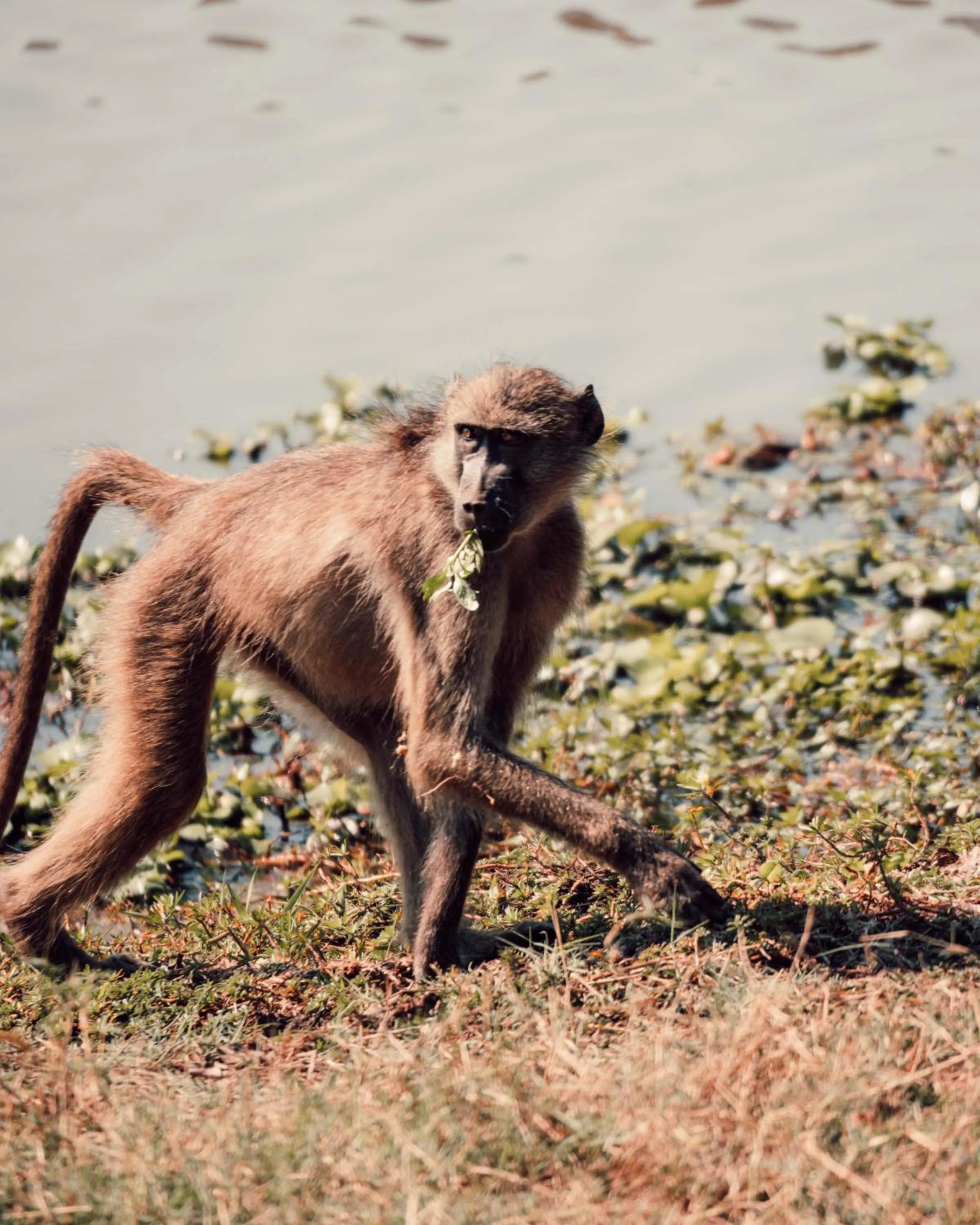 View (from property/room) in Maninghi Lodge