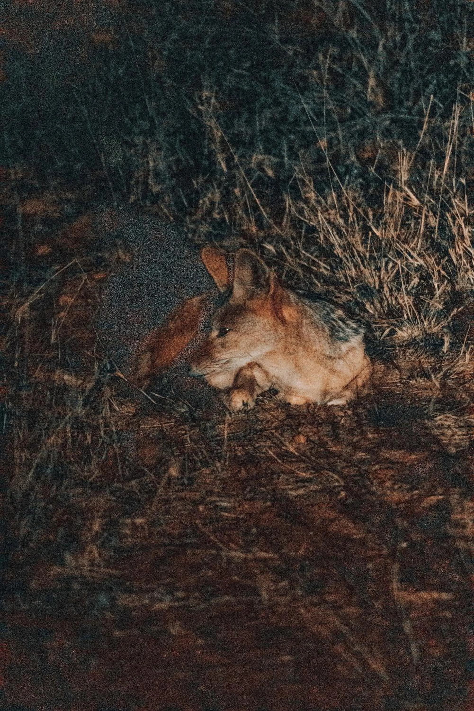 View (from property/room) in Maninghi Lodge