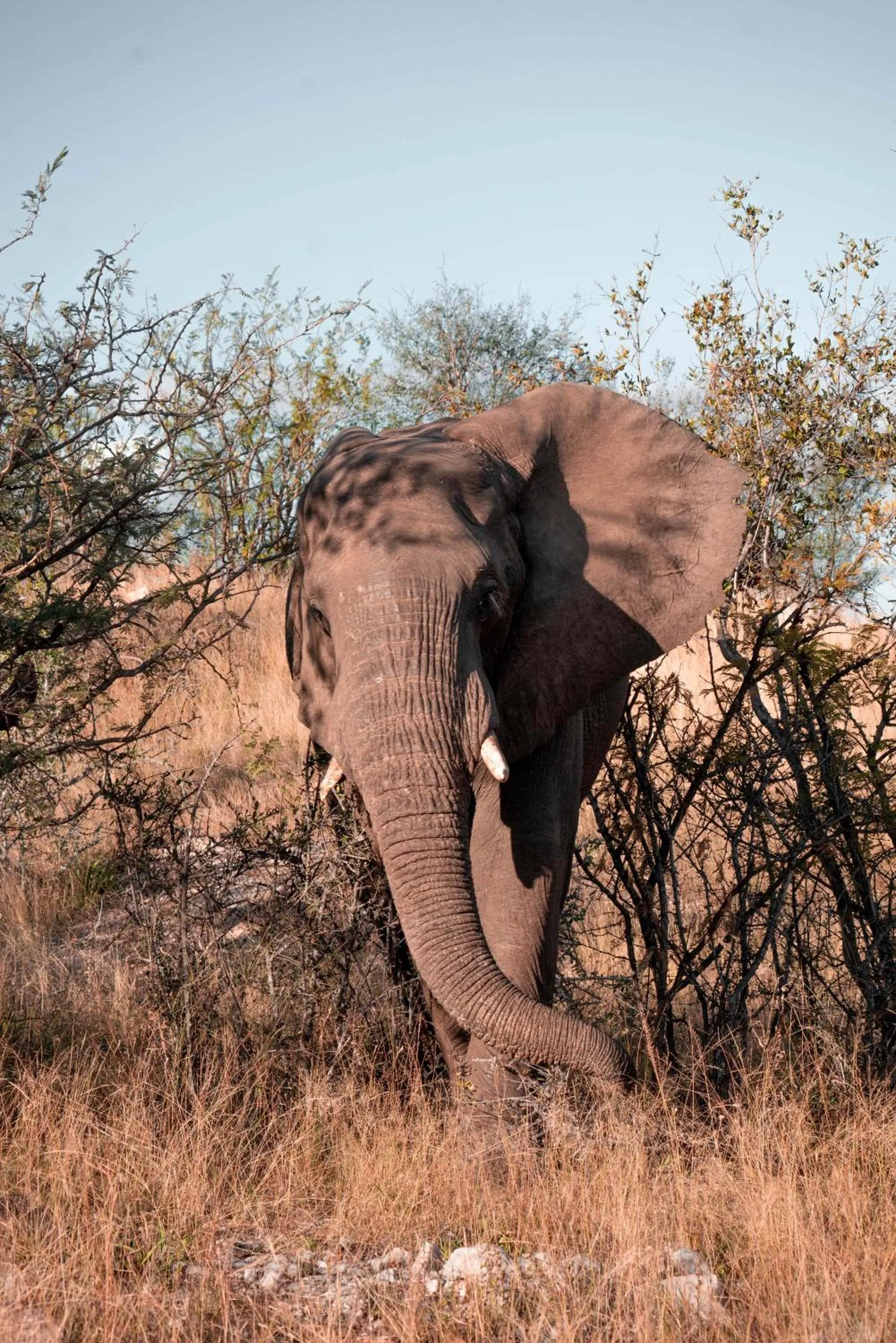 View (from property/room) in Maninghi Lodge