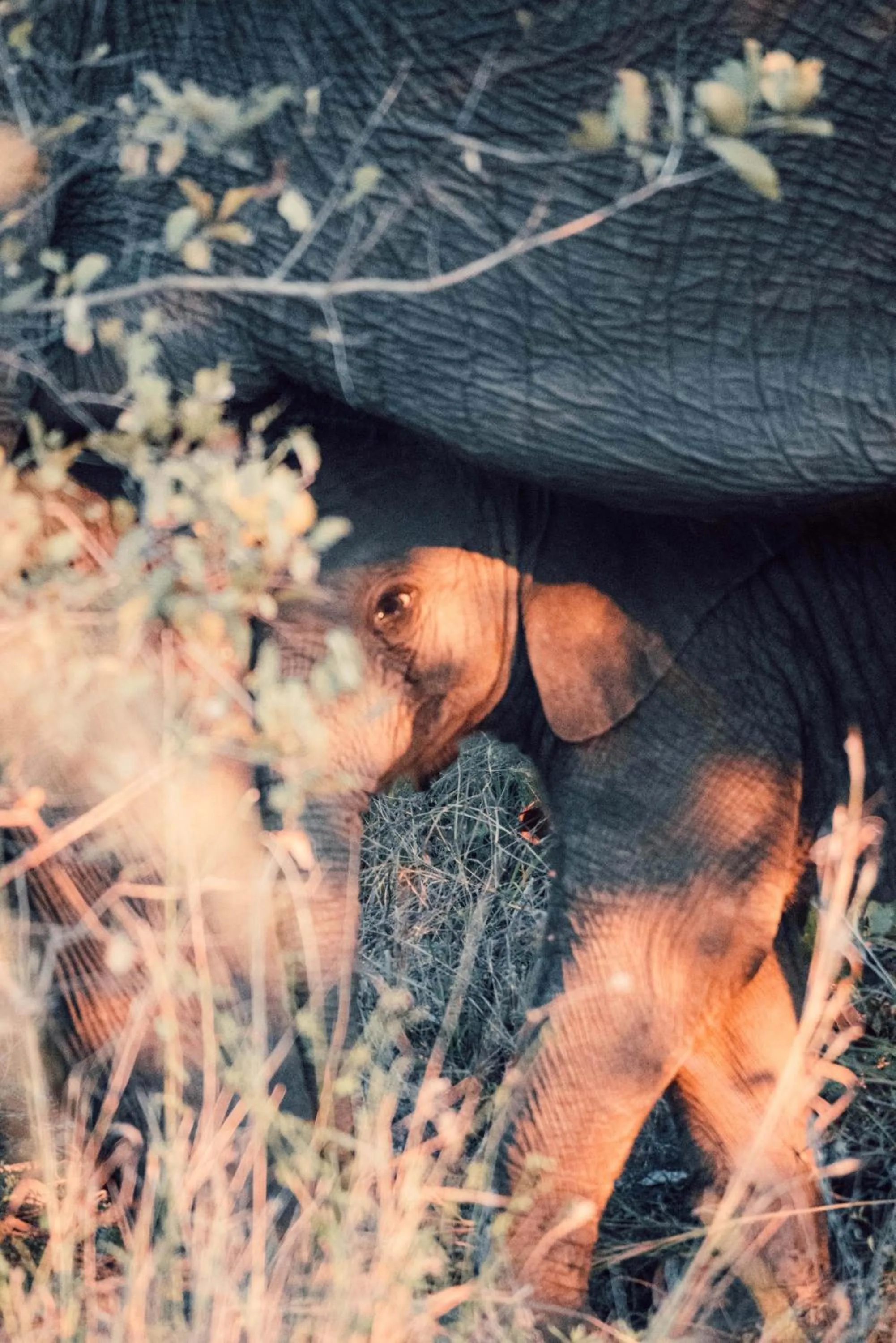 View (from property/room) in Maninghi Lodge