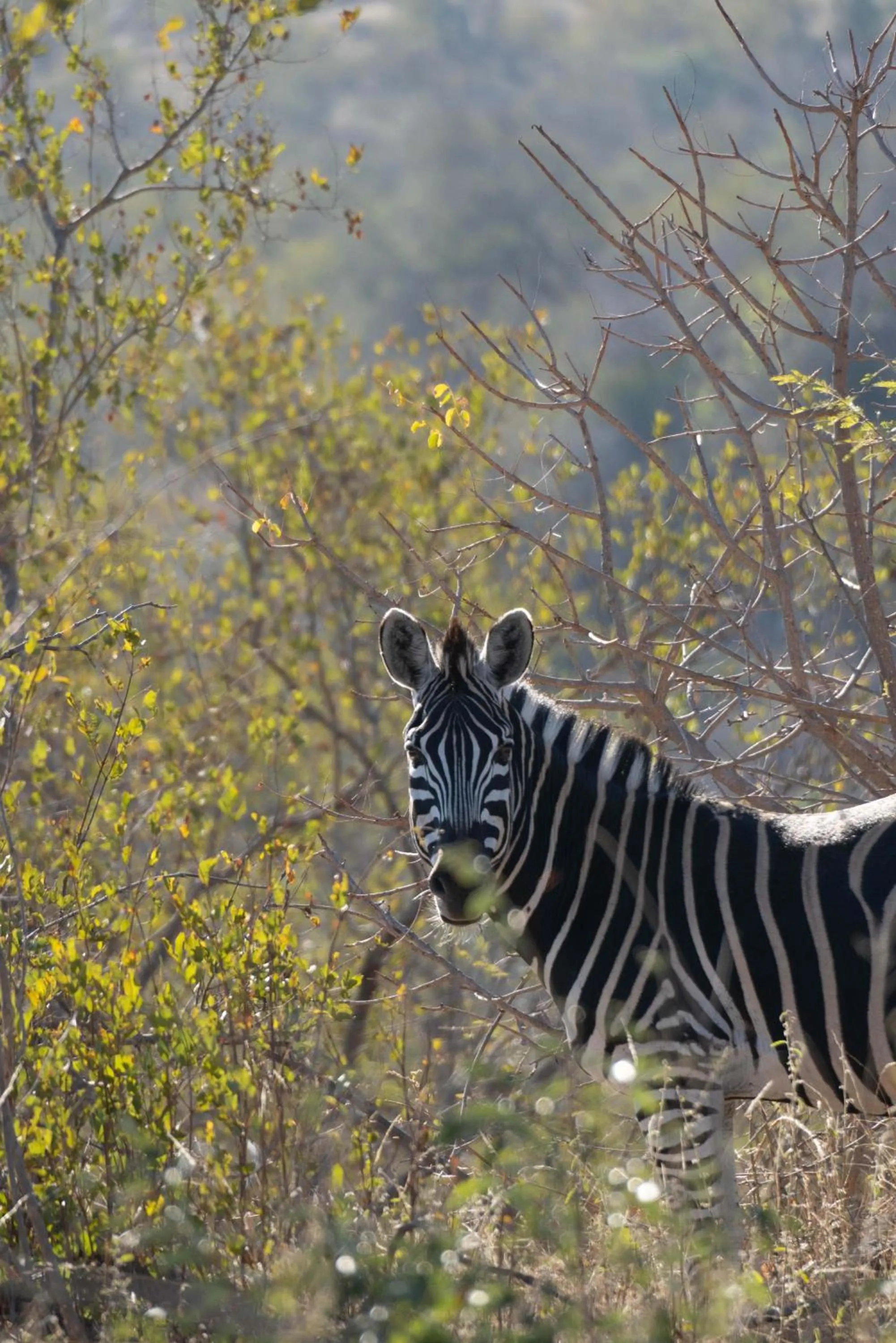 View (from property/room) in Maninghi Lodge