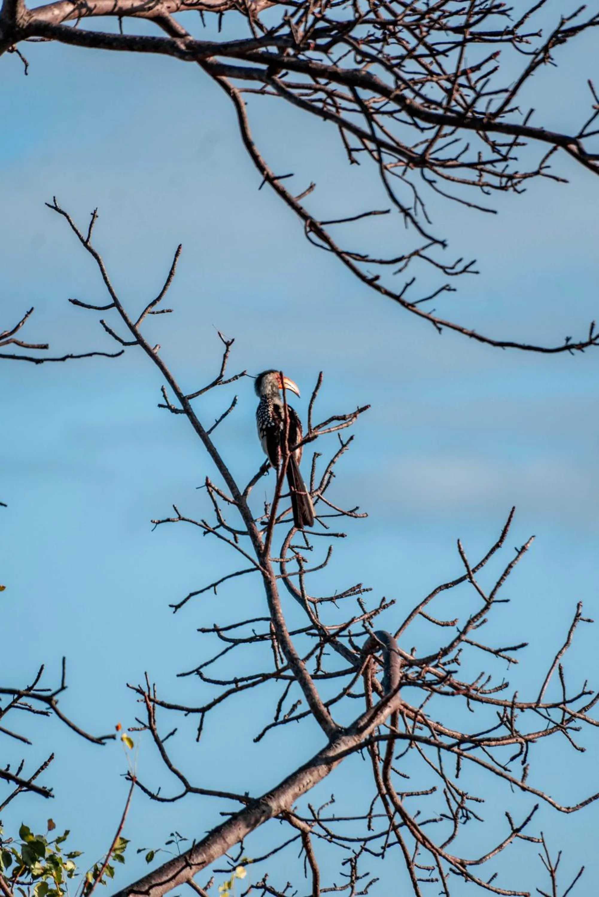 View (from property/room) in Maninghi Lodge