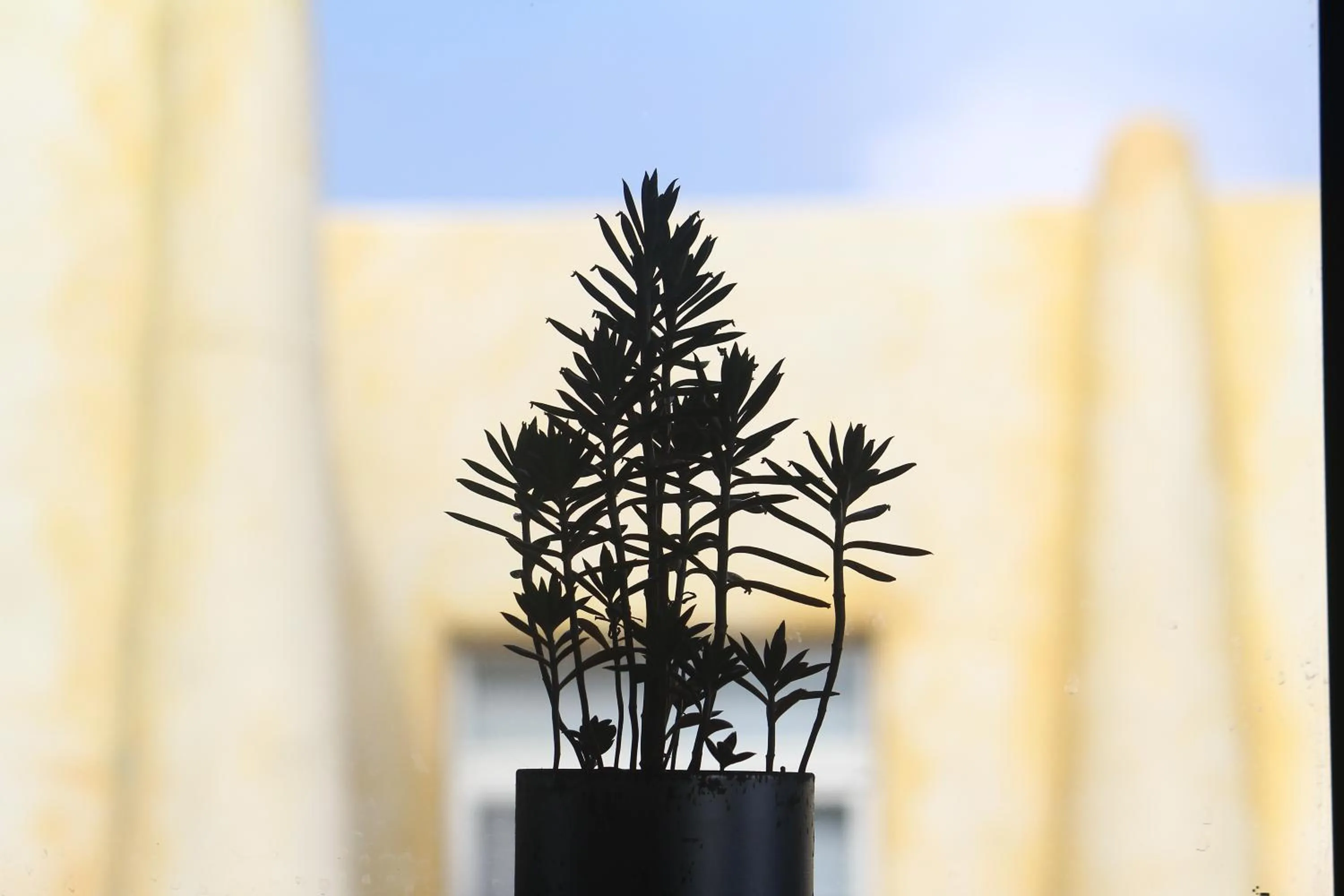 Garden in West Old House