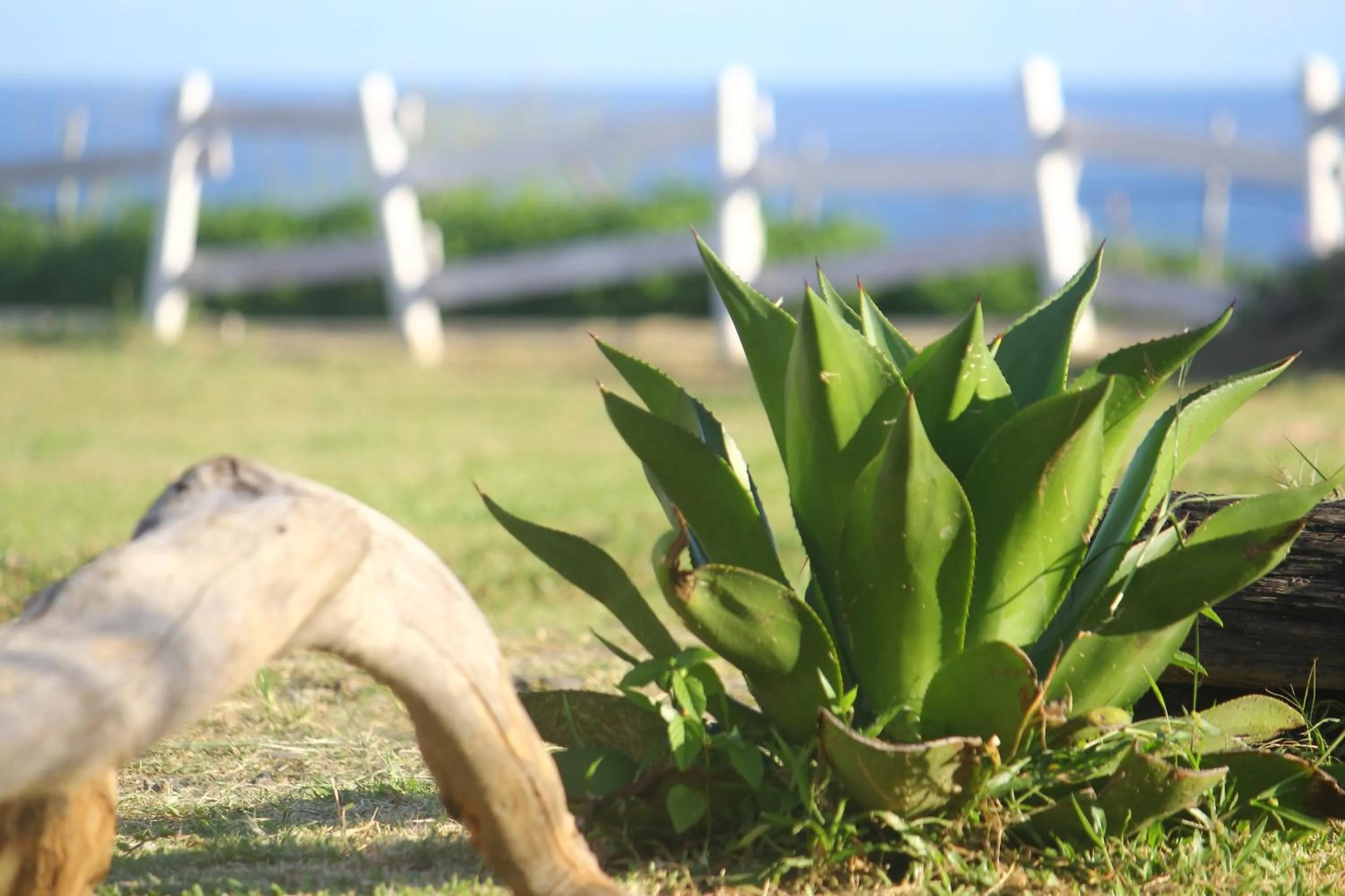 Garden in West Old House