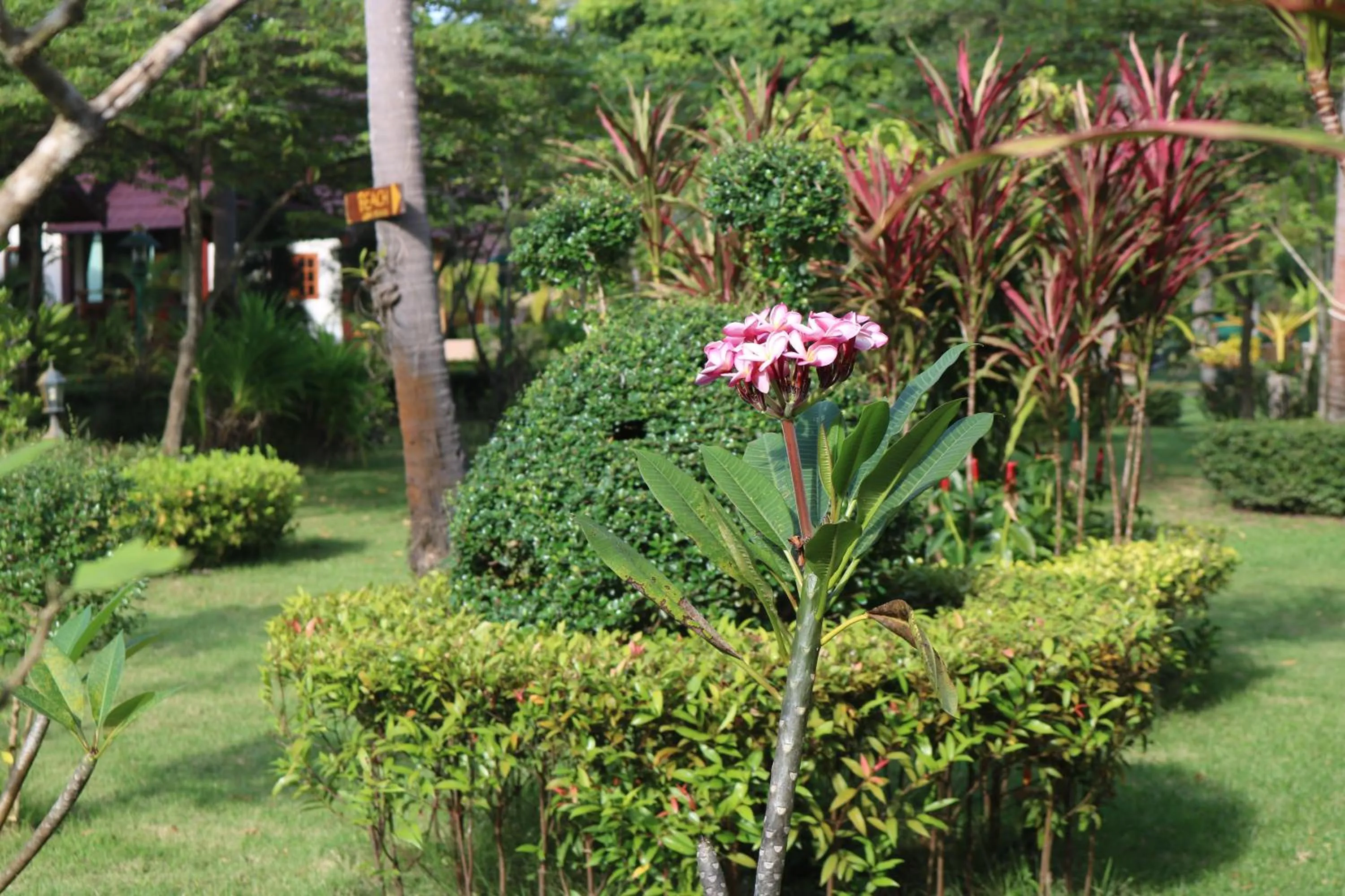 Garden view in Rasa sayang Resort - SHA Certificate