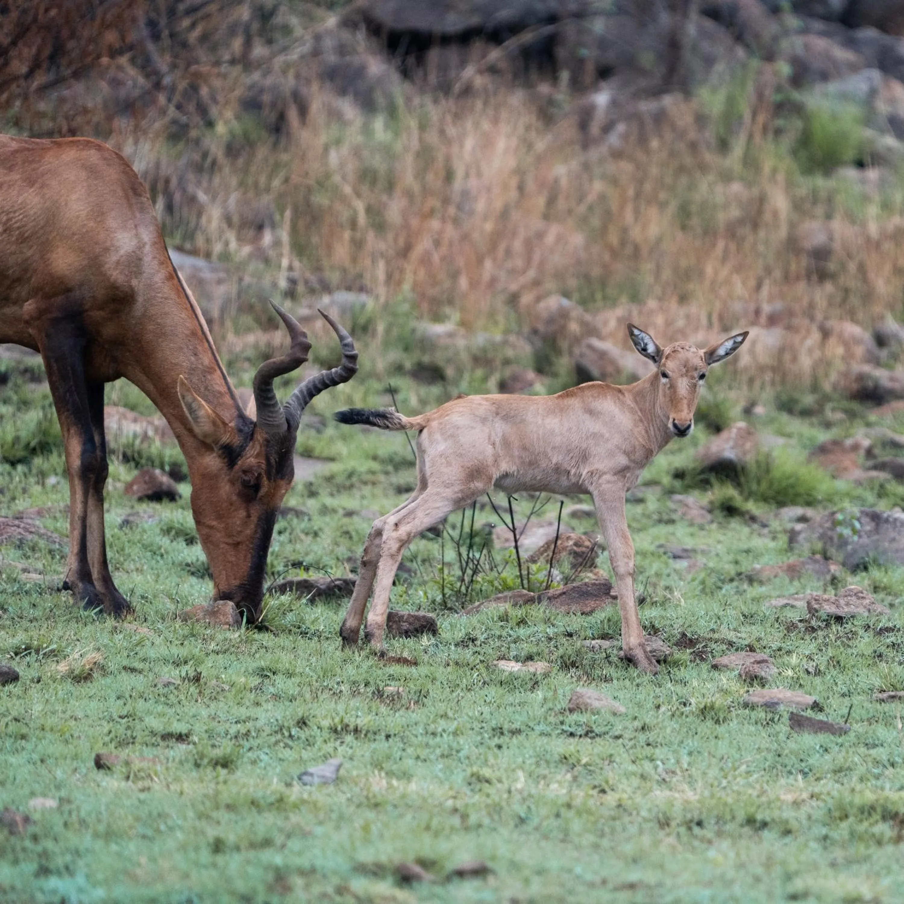Animals in Black Rhino Game Lodge