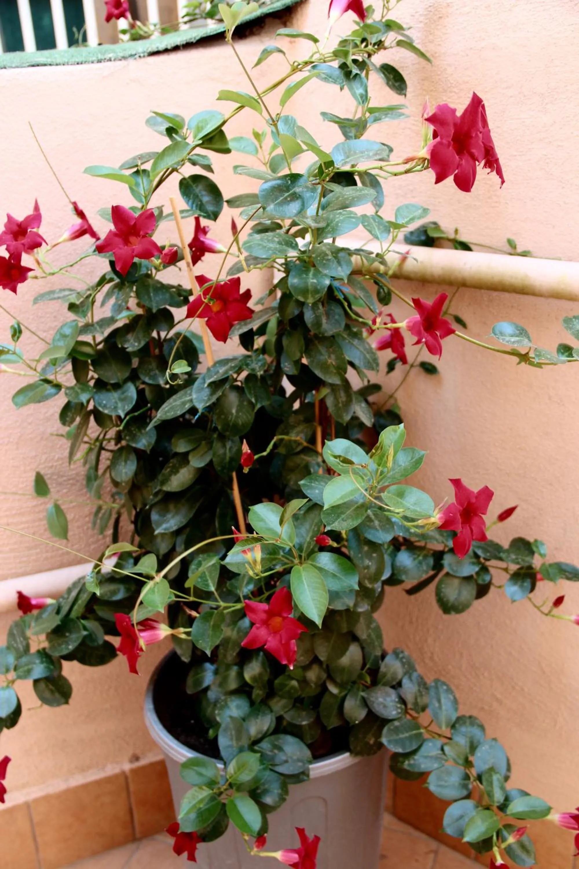 Balcony/Terrace in Be Inn