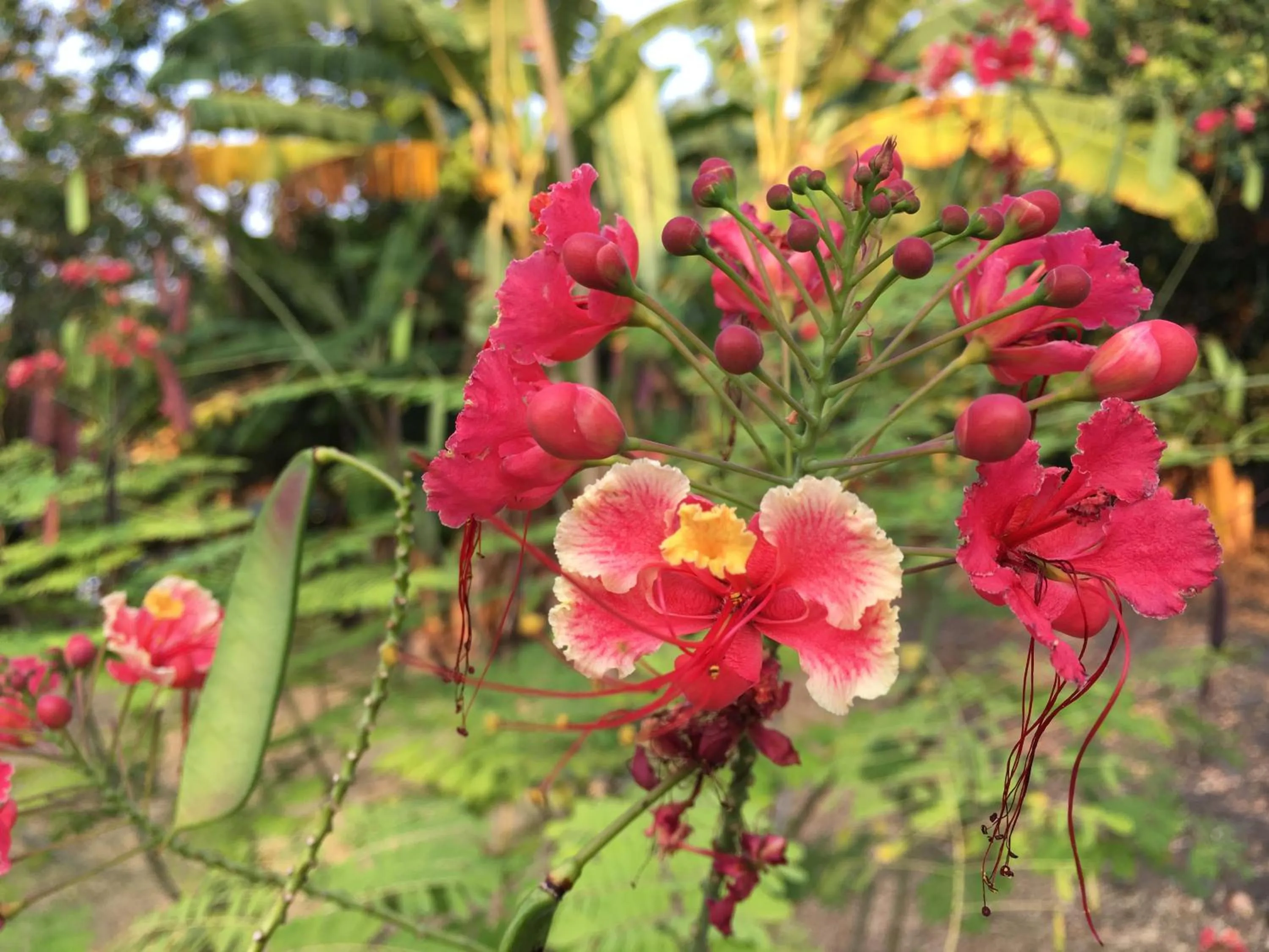 Property building in Mucumbli