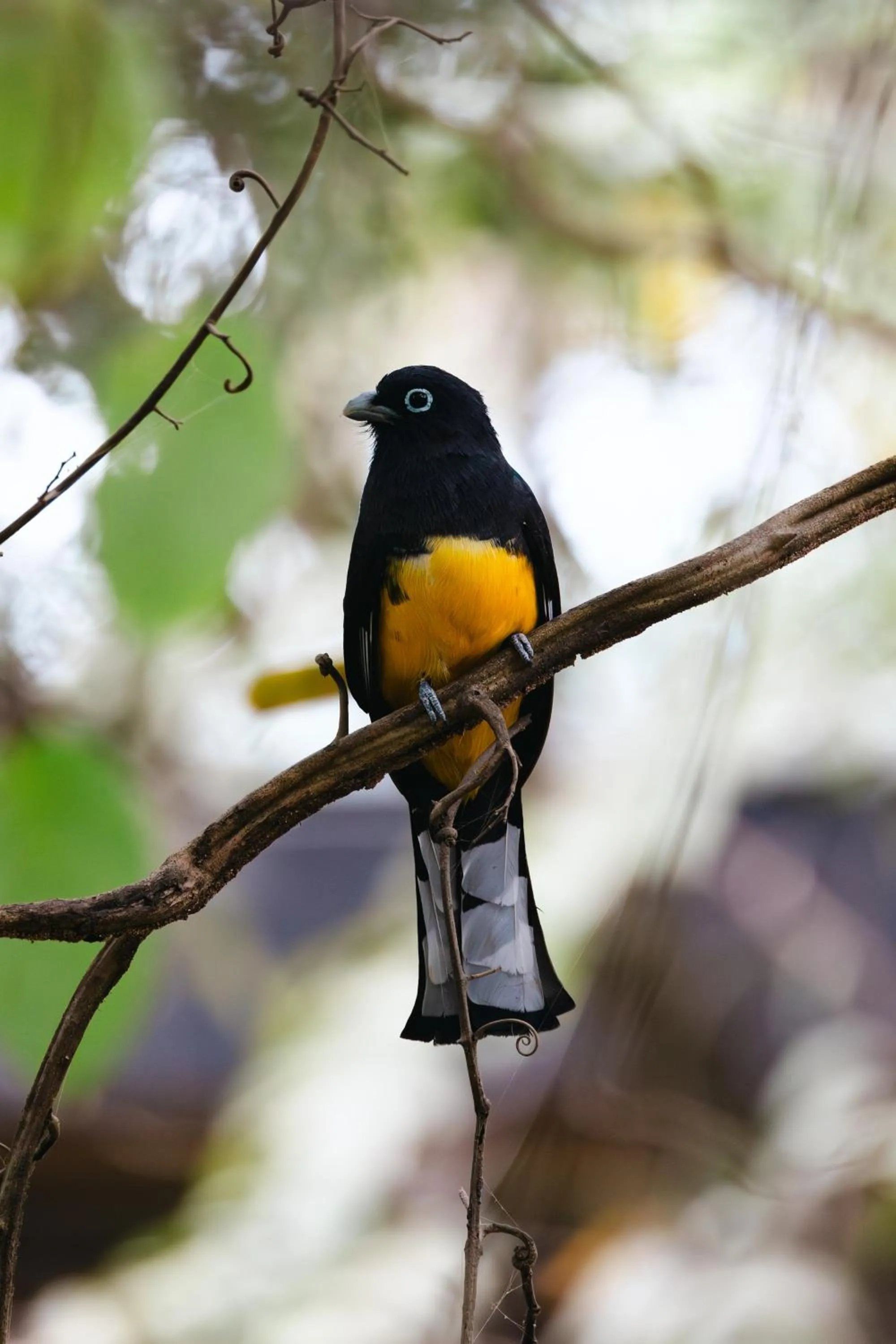 Day in Domo Nosara Boutique Hotel