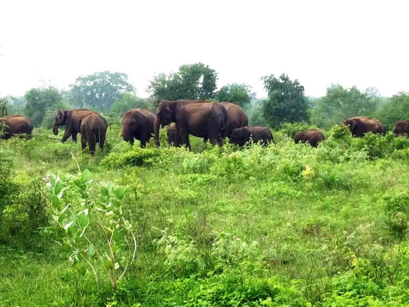 Activities in Green heaven safari resort Udawalawa