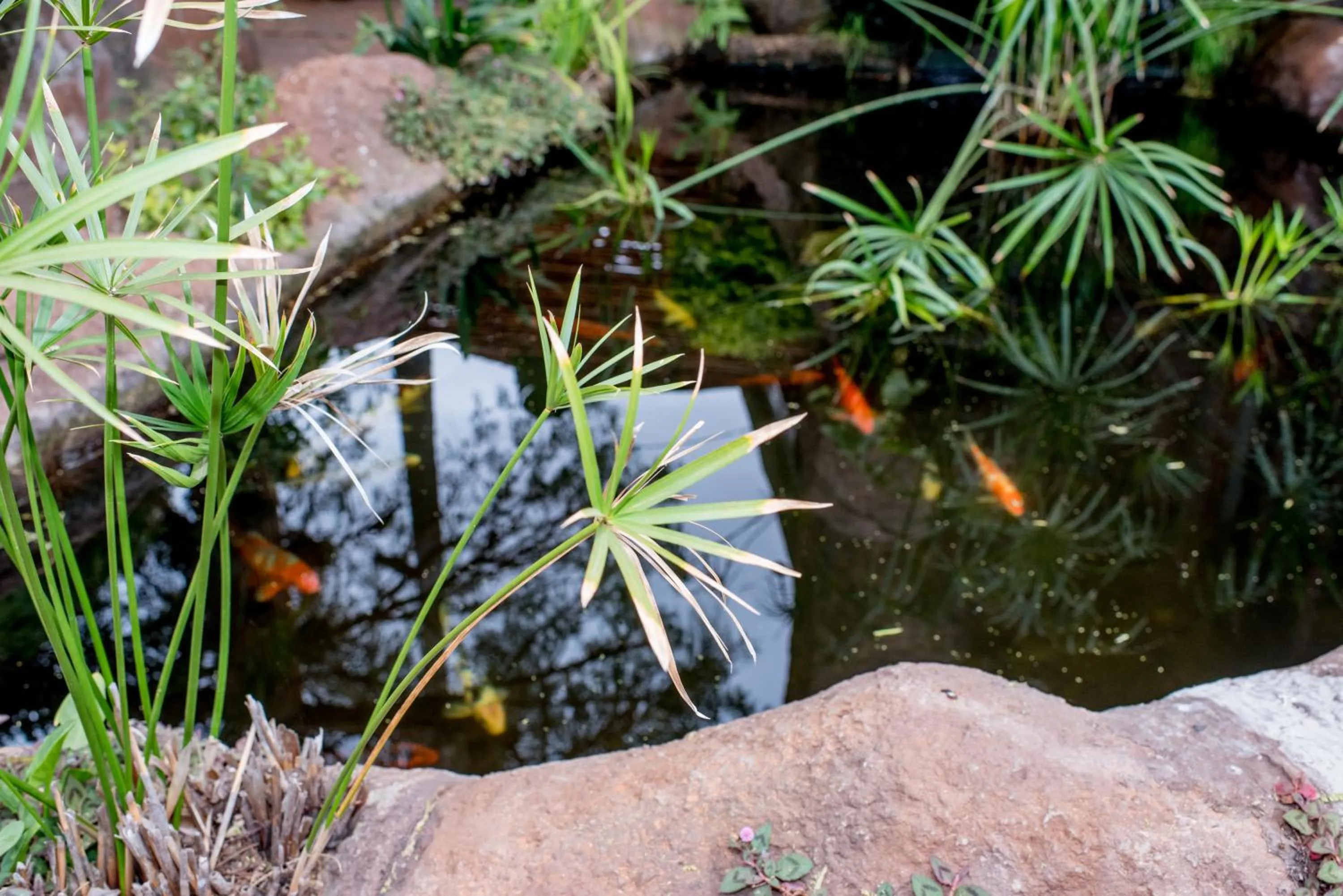 Natural landscape in 61 On Ireland Guest House and Conferencing