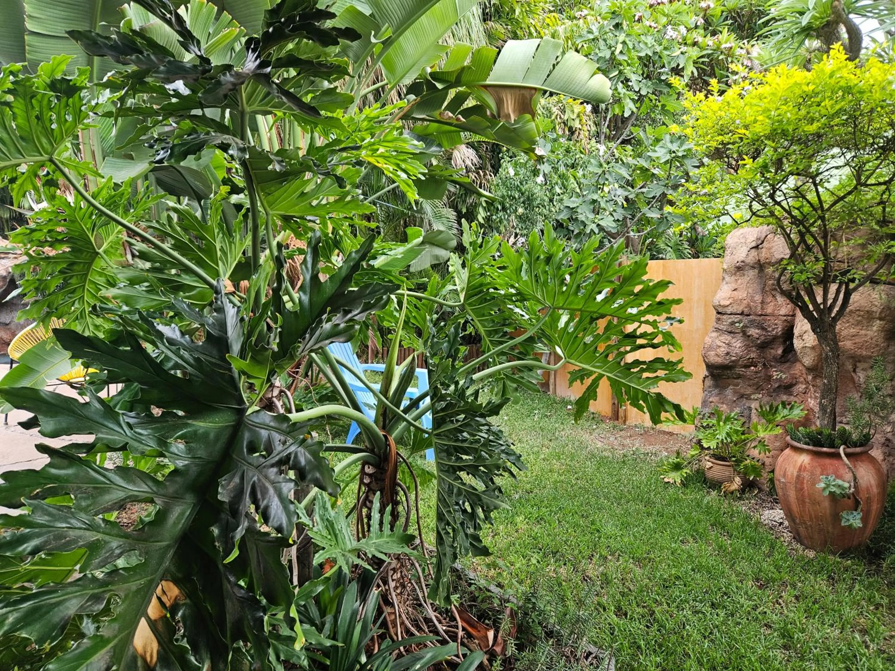 Garden in 61 On Ireland Guest House and Conferencing