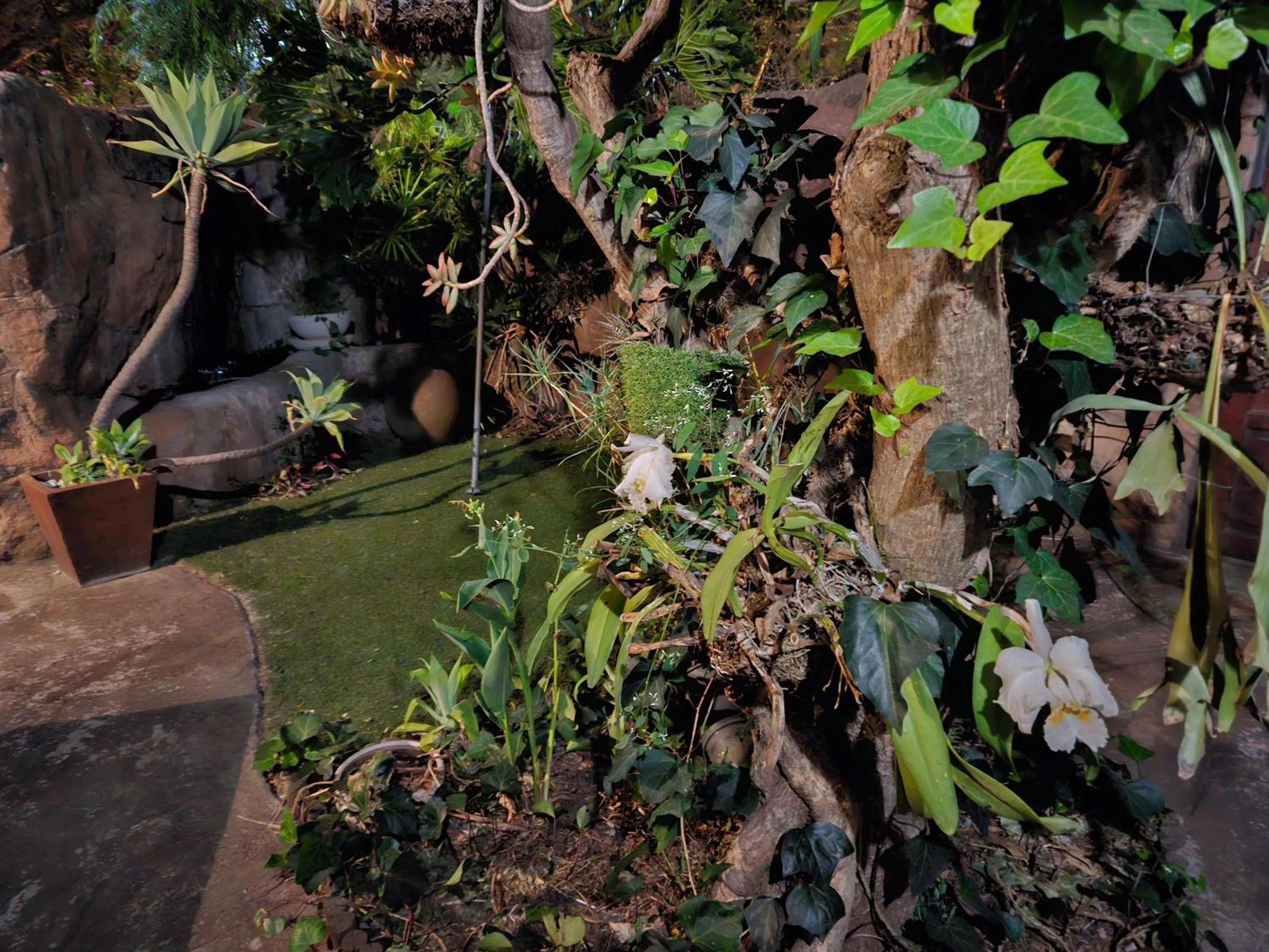 Garden in 61 On Ireland Guest House and Conferencing