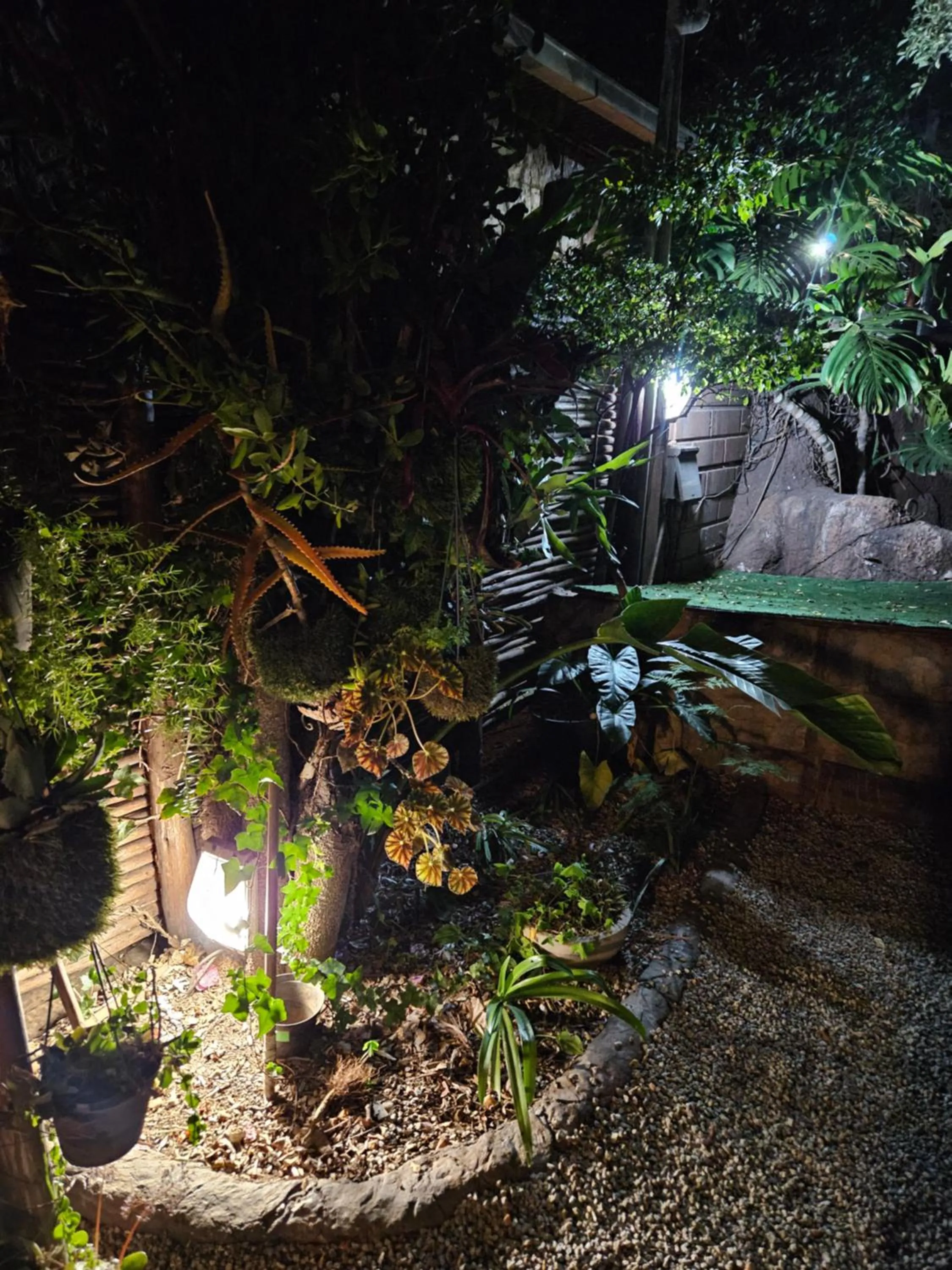 Garden in 61 On Ireland Guest House and Conferencing