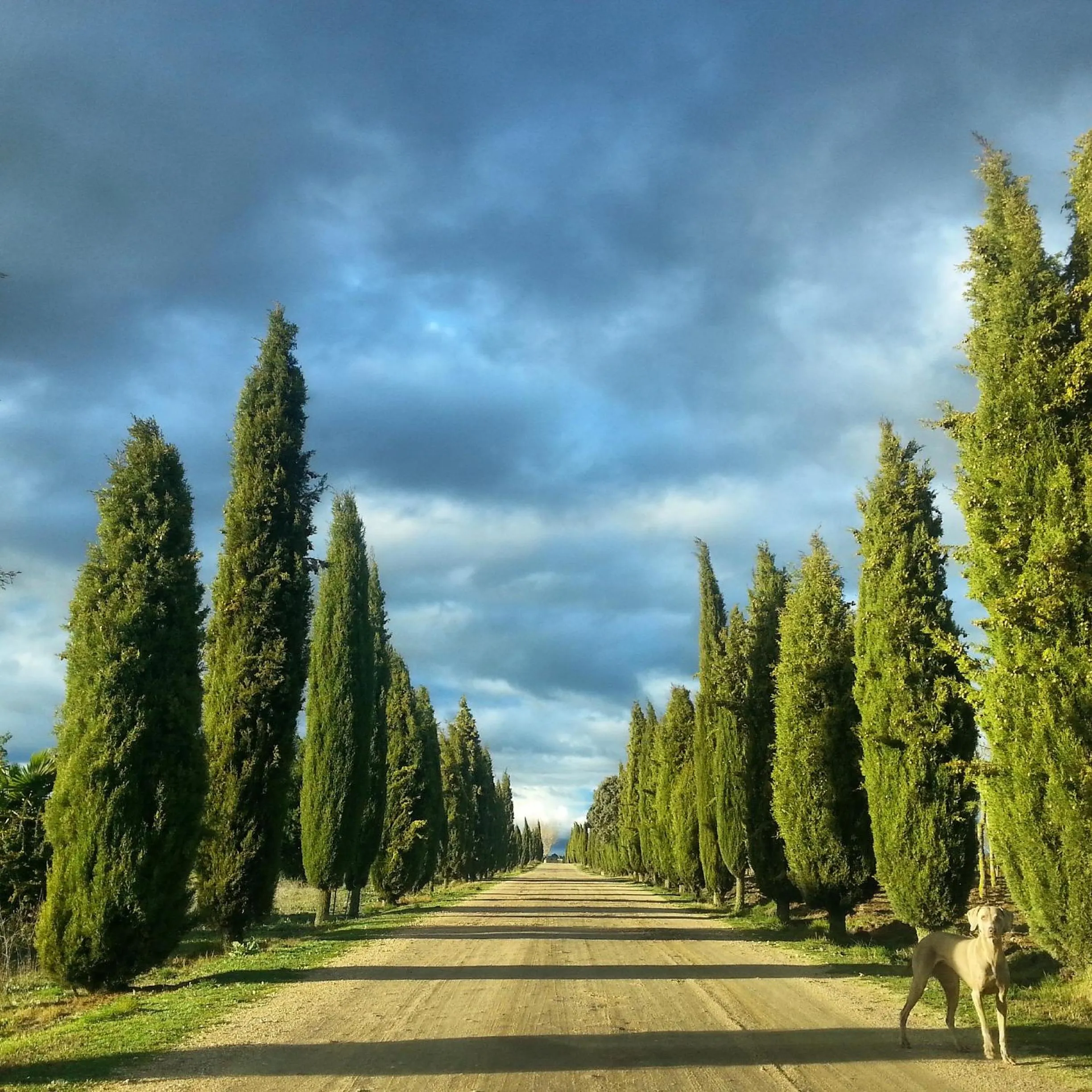 Garden in Posada Real Castillo del Buen Amor