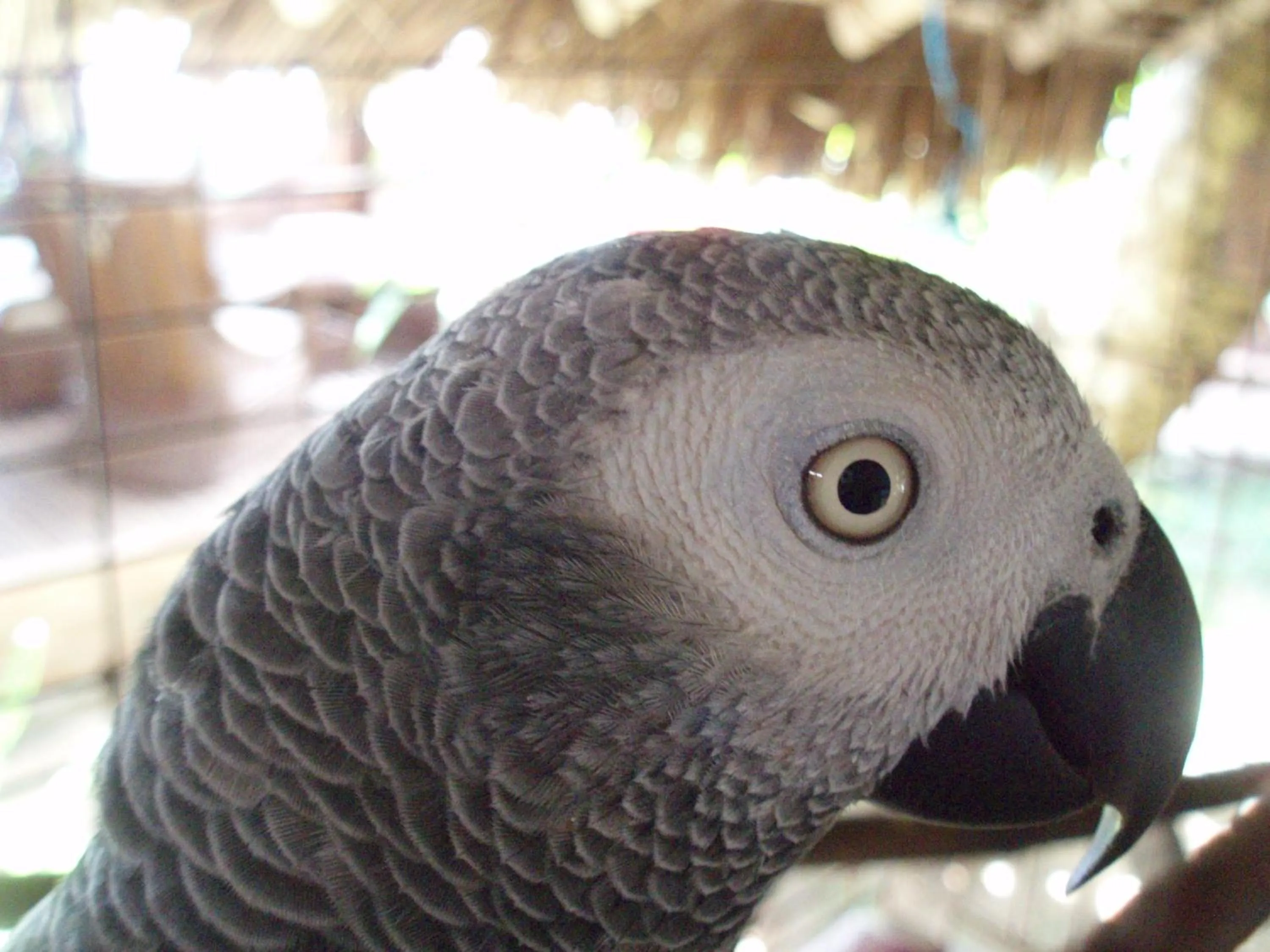 Pets in Libertalia Hotel