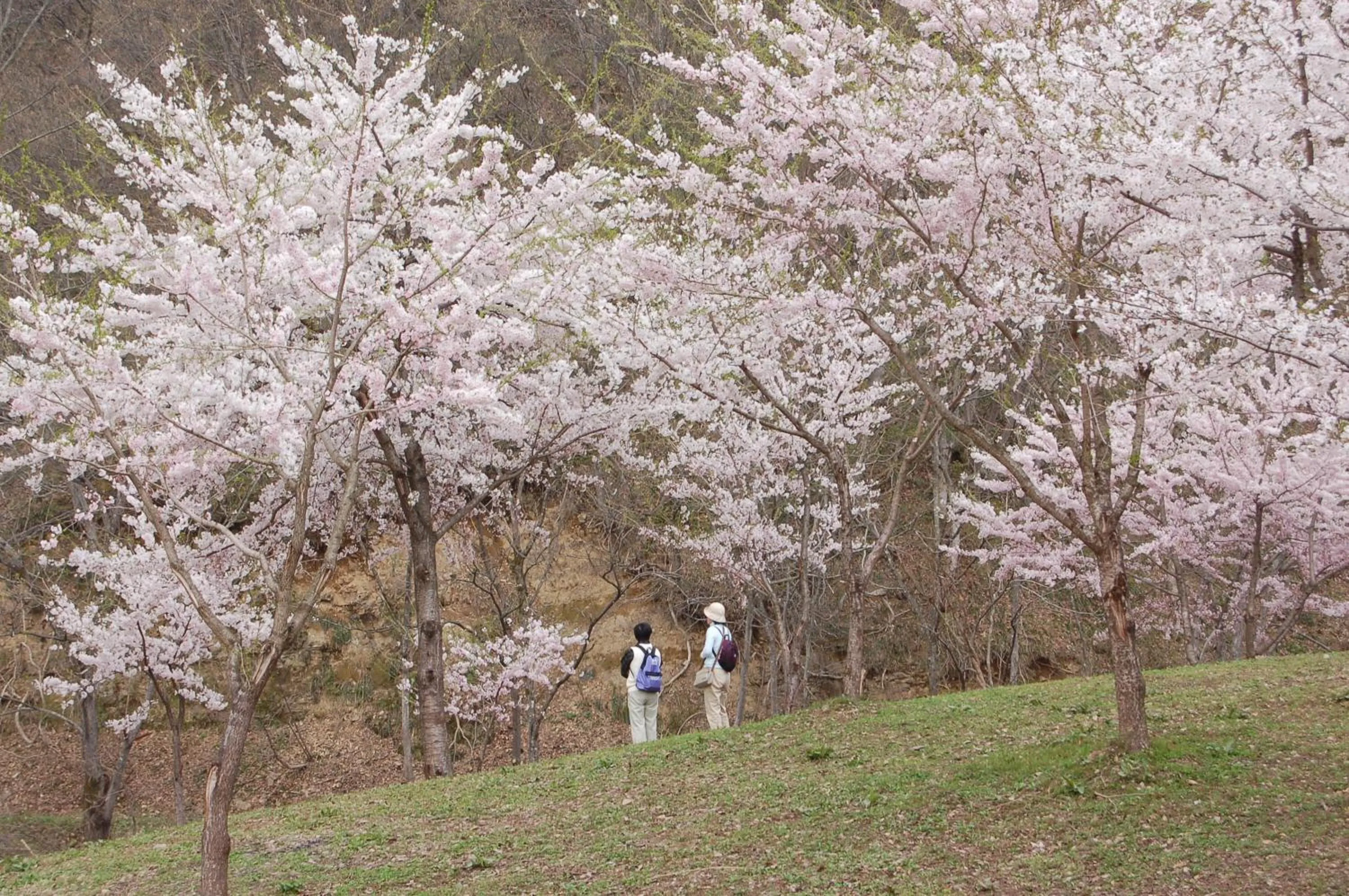 Spring in Maruyama Onsen Kojyokan