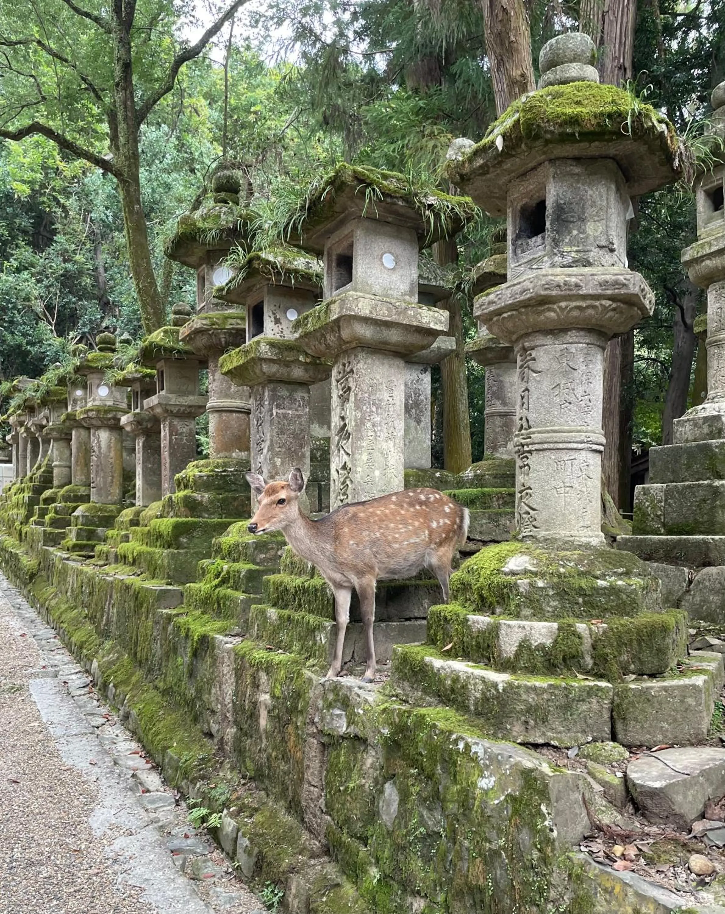 Nearby landmark in Nara Guesthouse 3F
