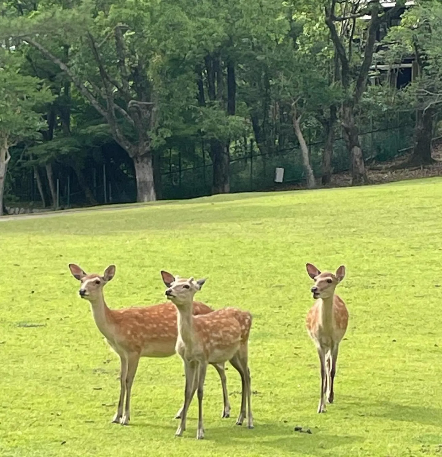 Nearby landmark in Nara Guesthouse 3F