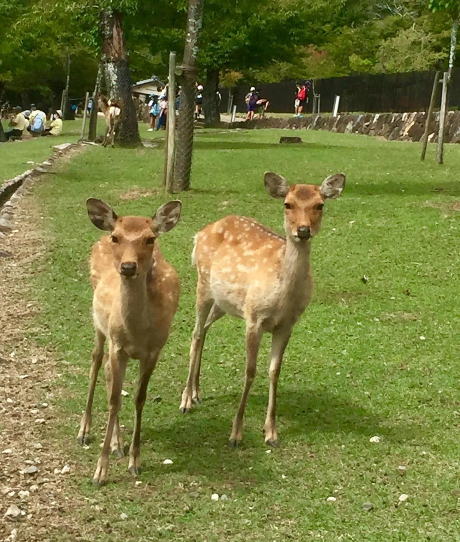 Nearby landmark in Nara Guesthouse 3F