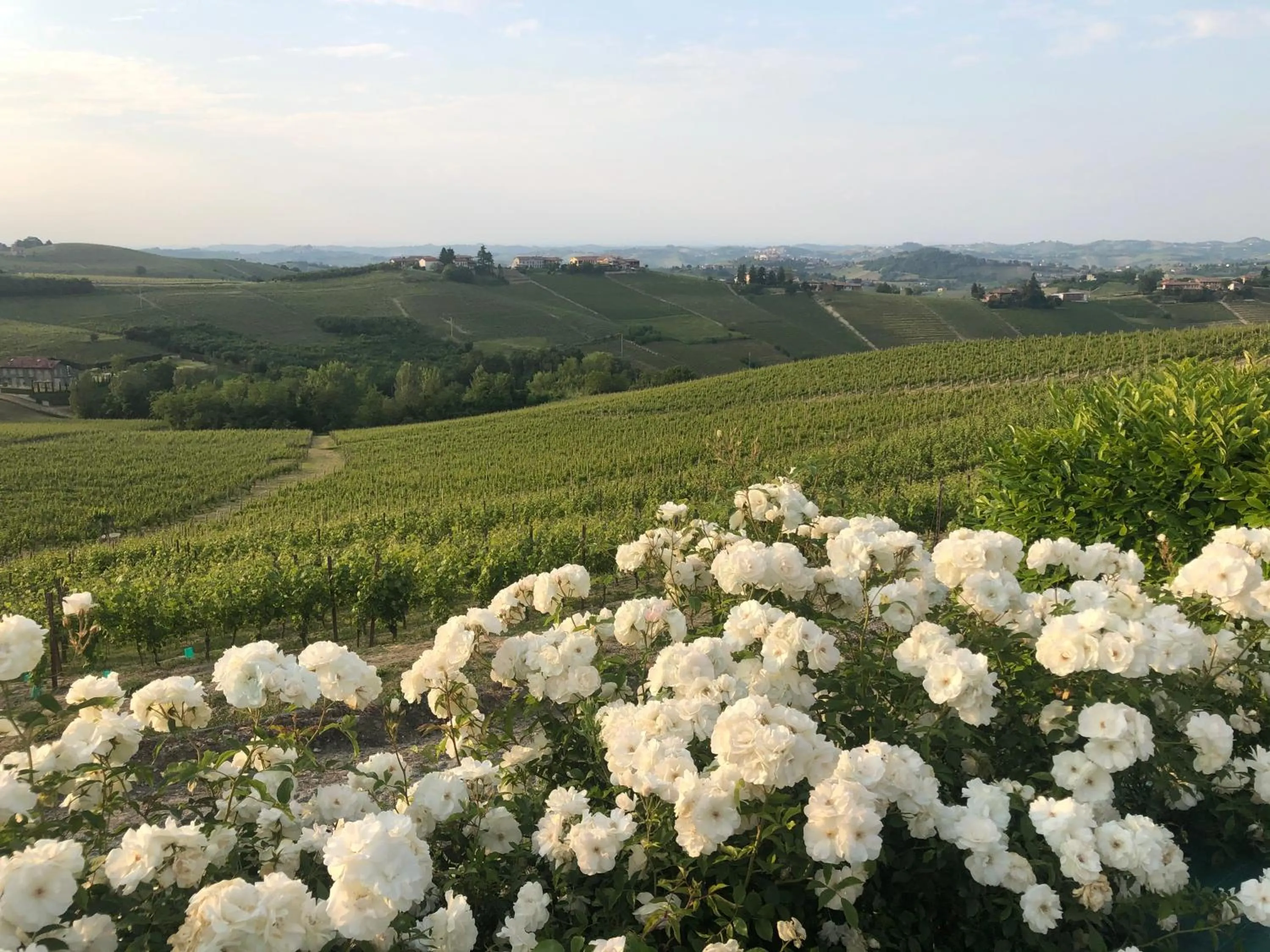 View (from property/room) in Agriturismo La Casa in Collina