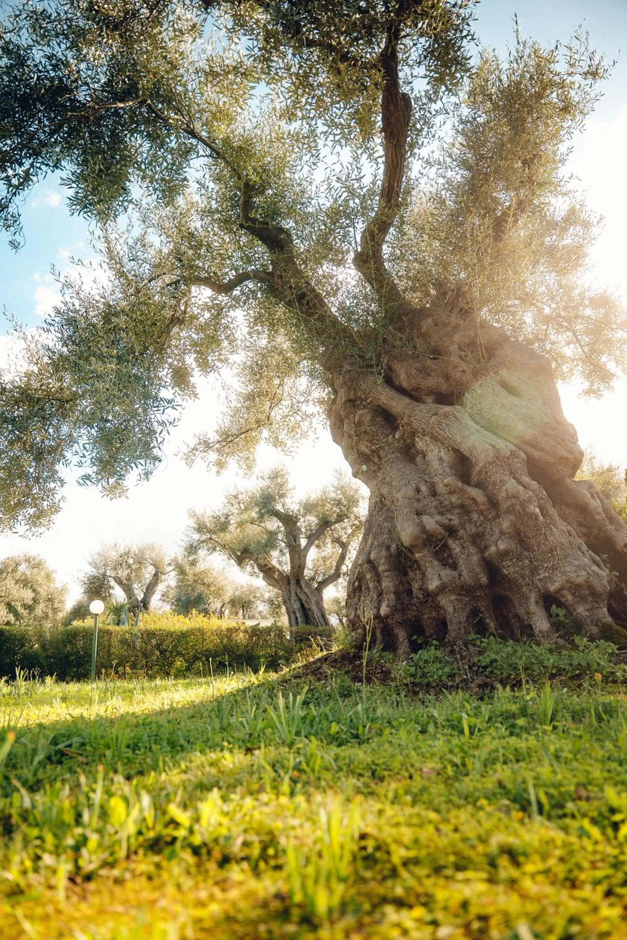 Garden in La Piana degli Ulivi
