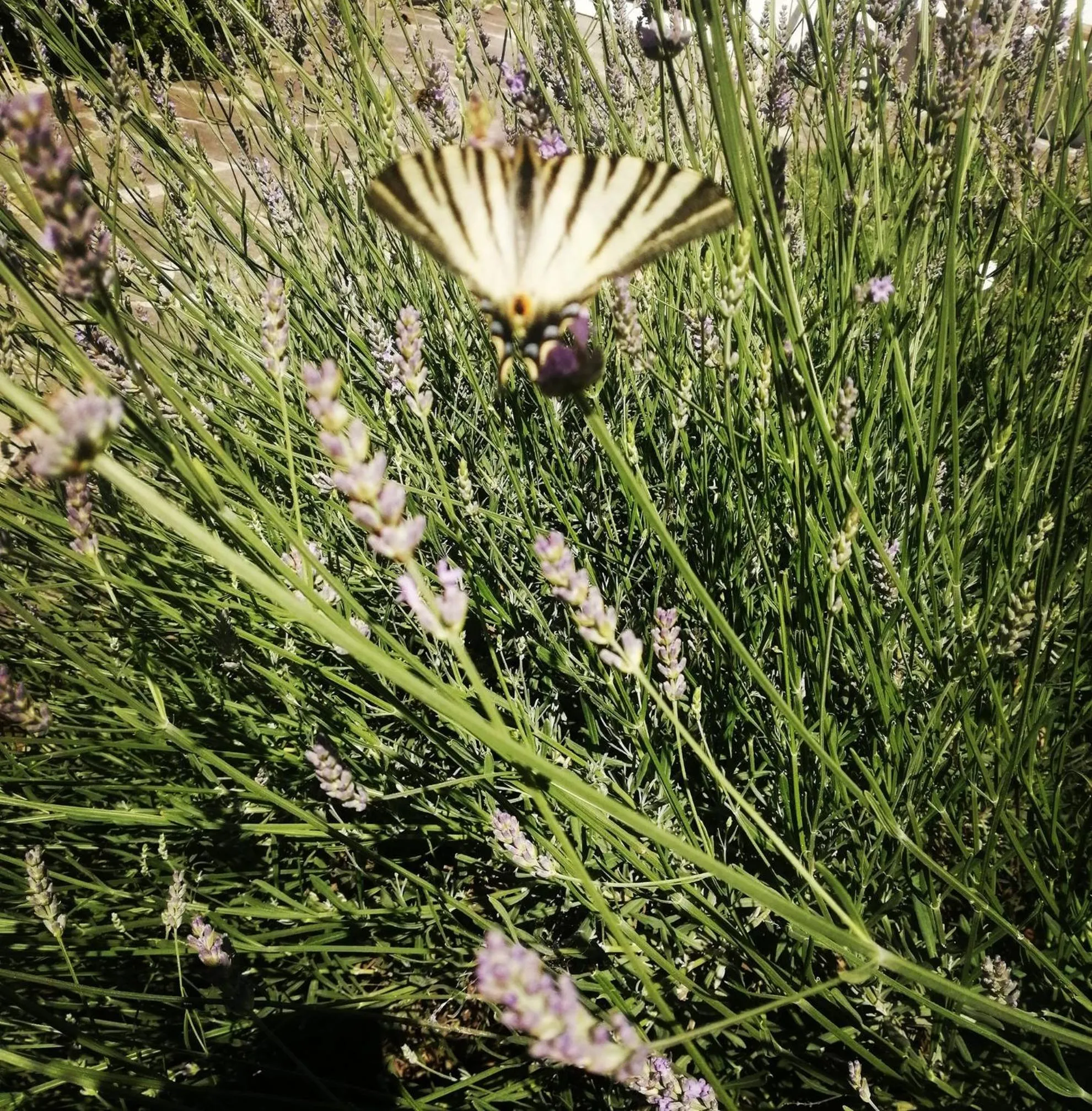 Monte Termine Country House