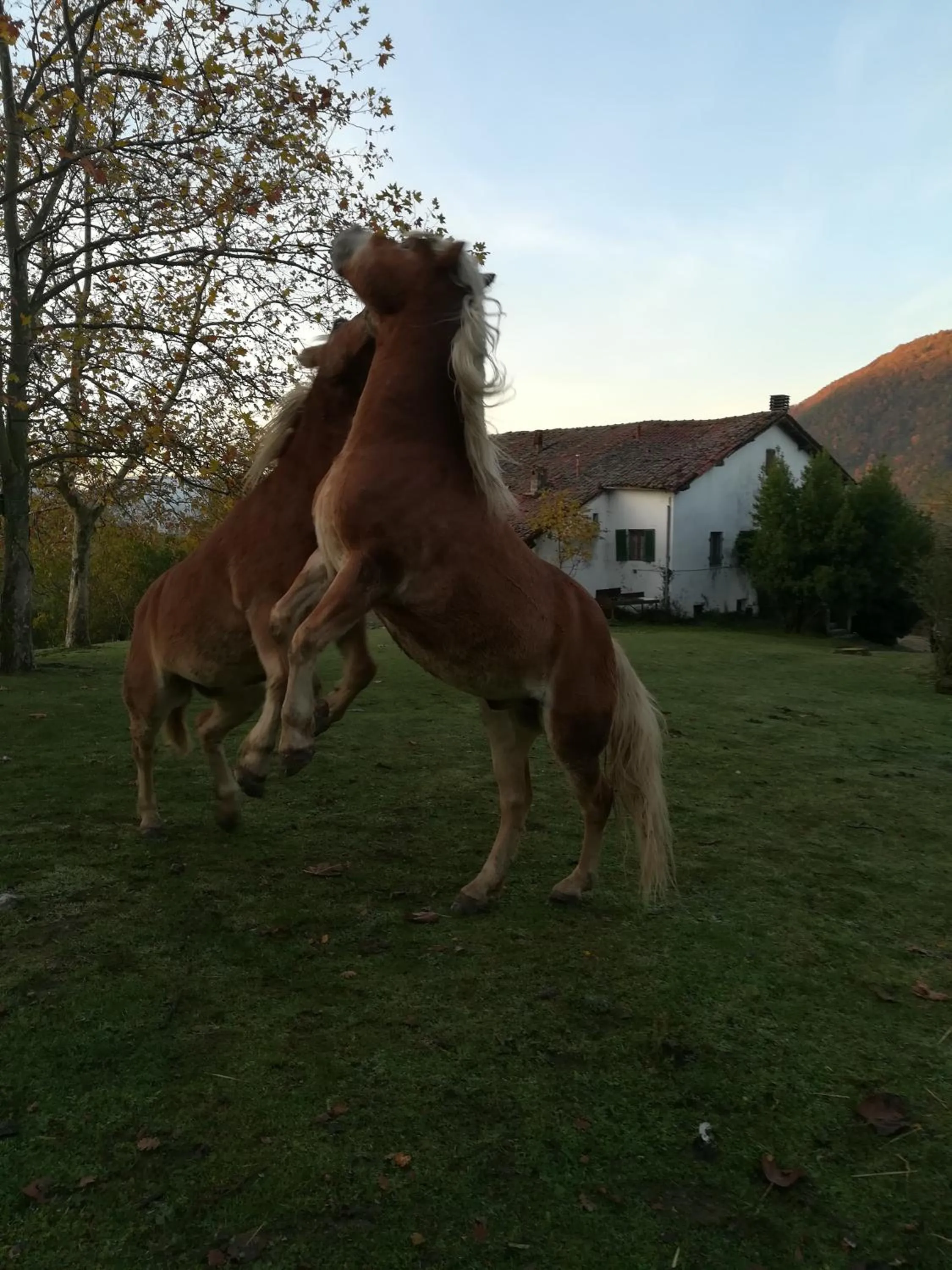 Animals in Monte Termine Country House