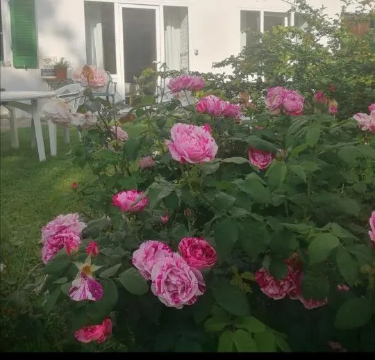 Garden view in Monte Termine Country House