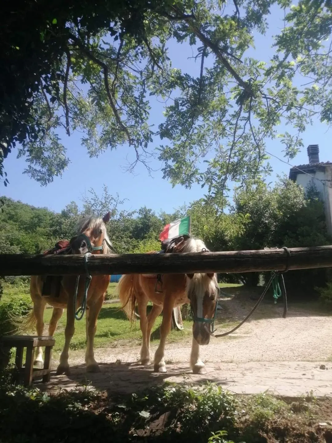 Animals in Monte Termine Country House
