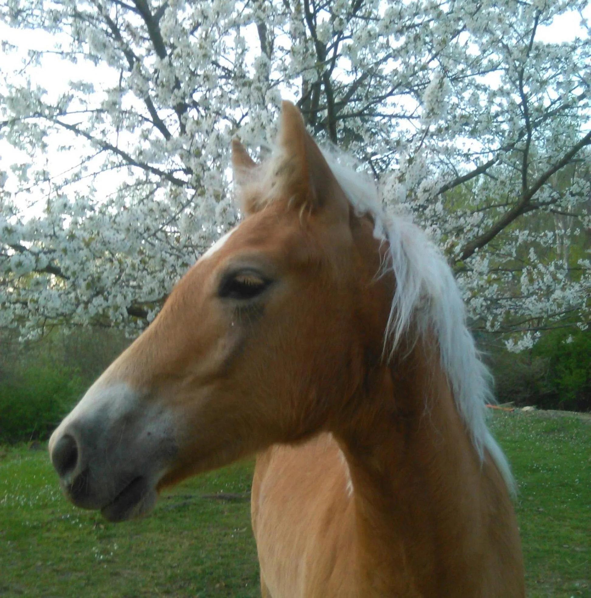 Spring in Monte Termine Country House