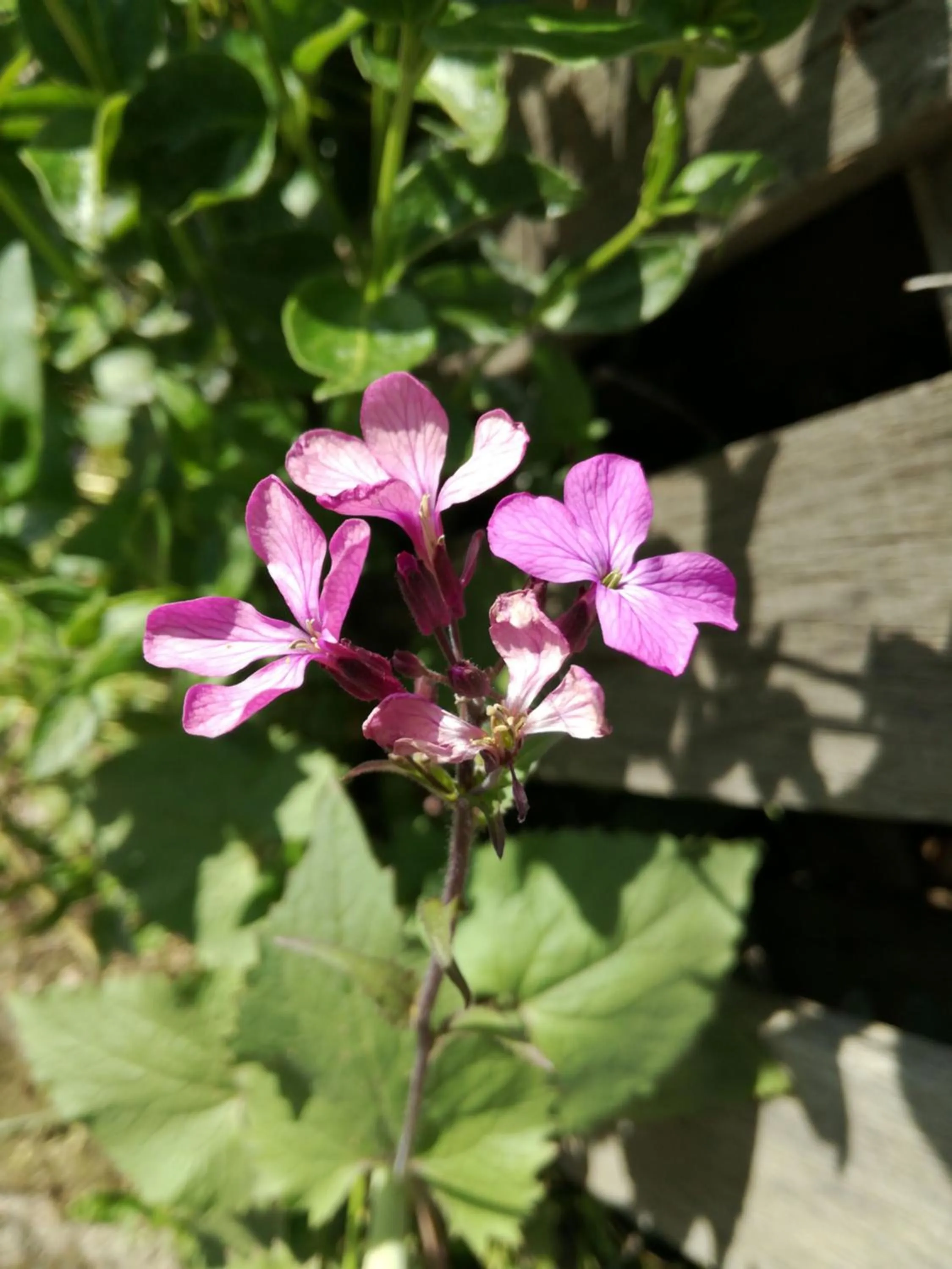 La Posada de Pedrazales