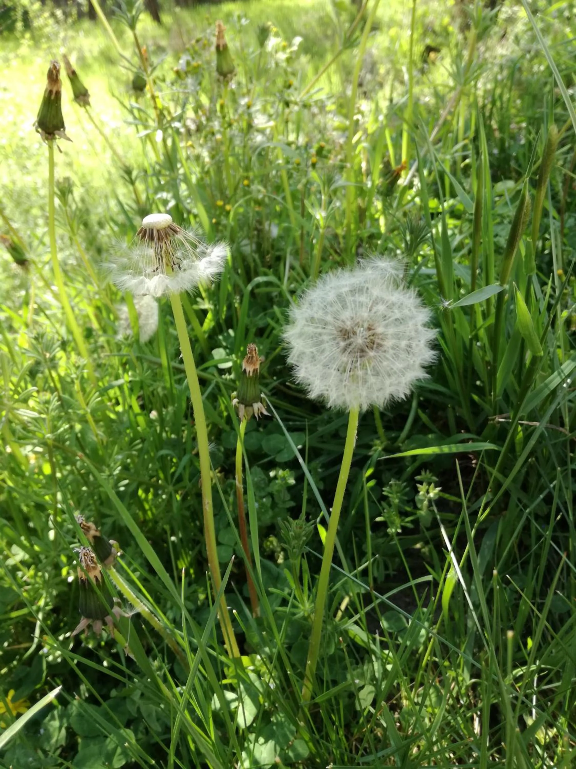 La Posada de Pedrazales